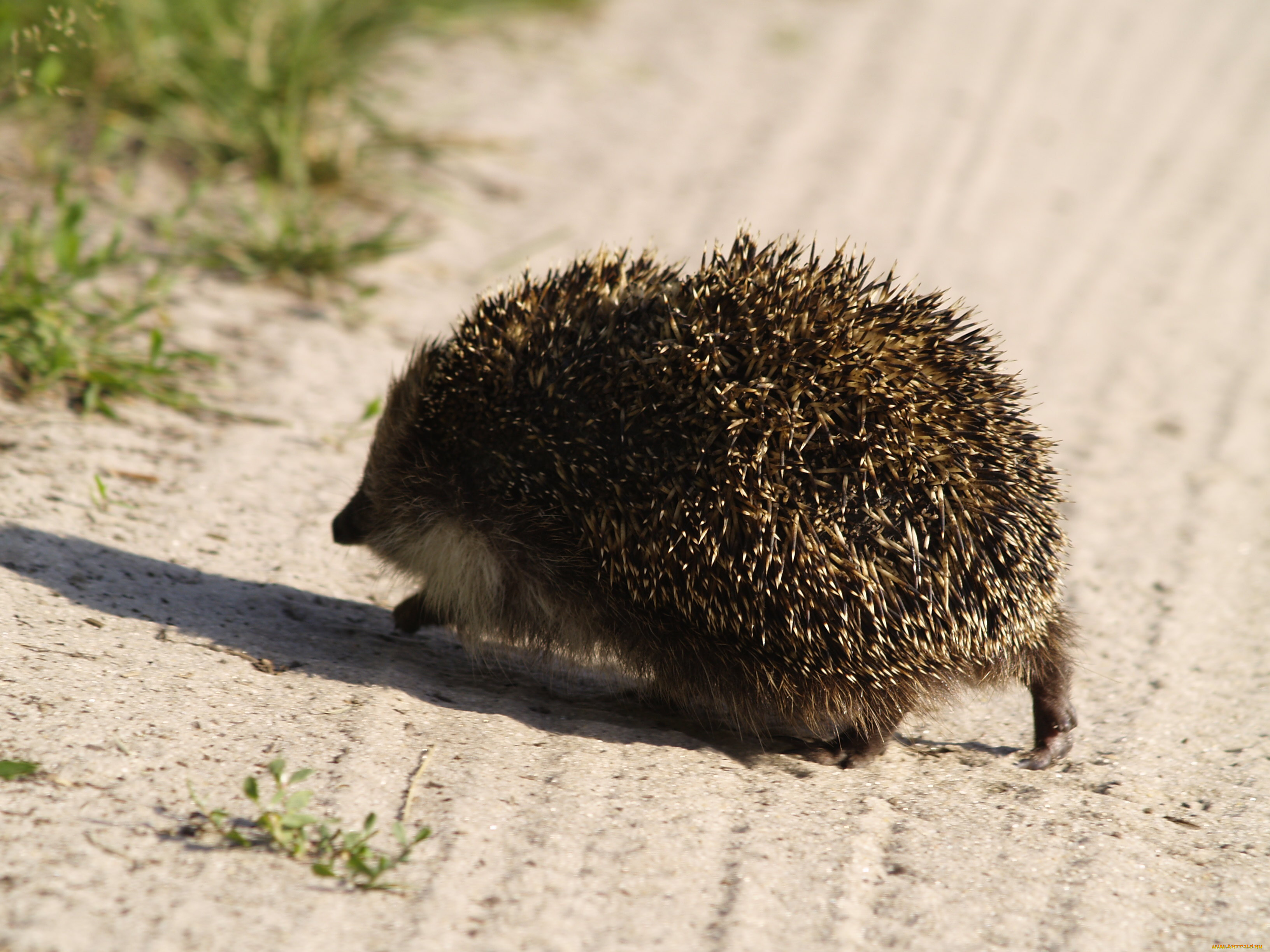 животные, ежи, ёж, иглы