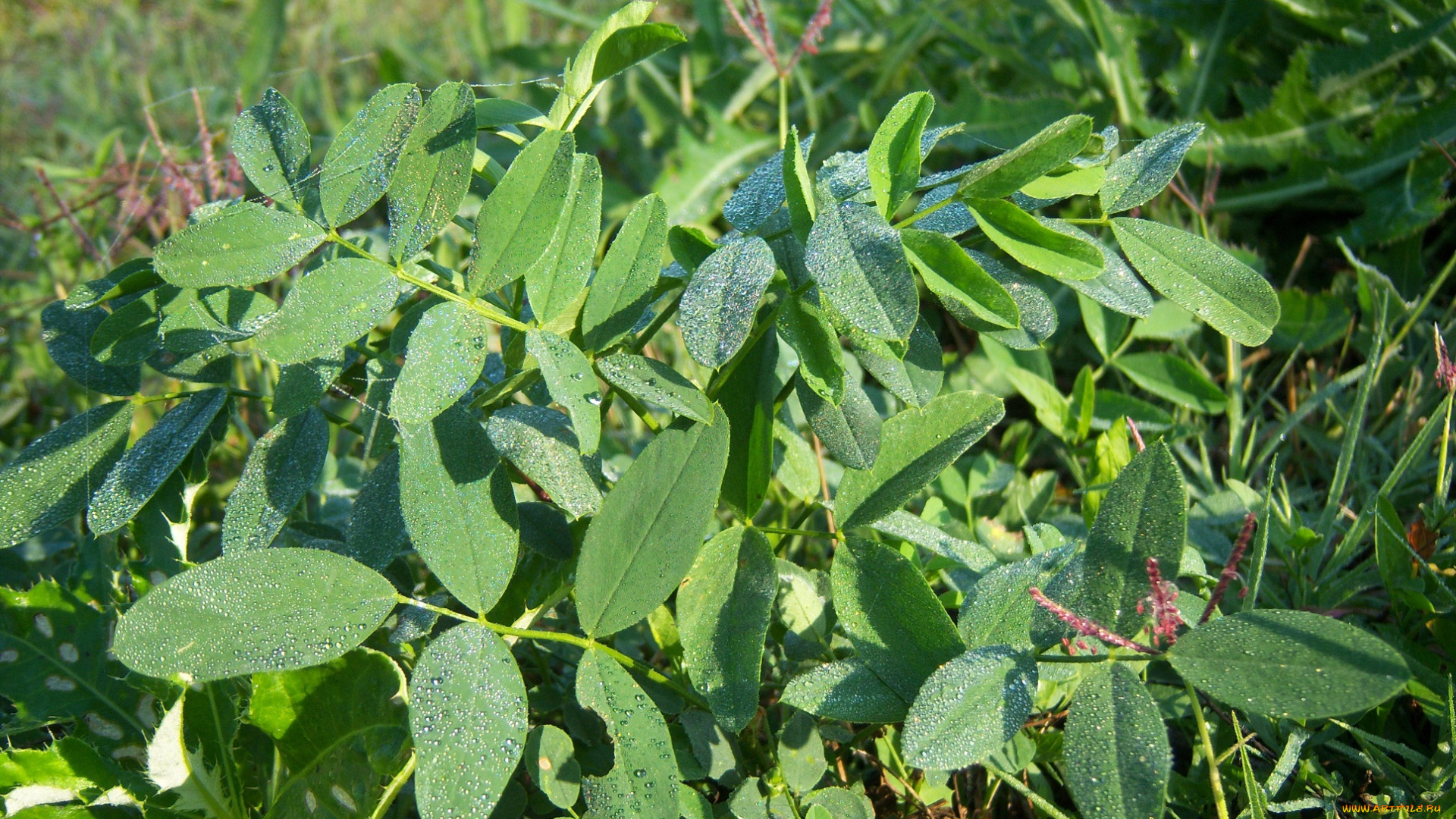 природа, листья, утро, клевер, роса