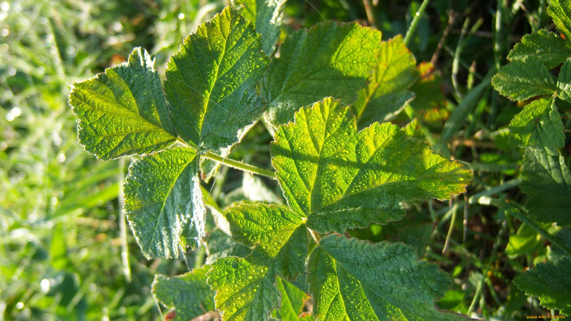 природа, листья, зелень, капли, роса, ежевика