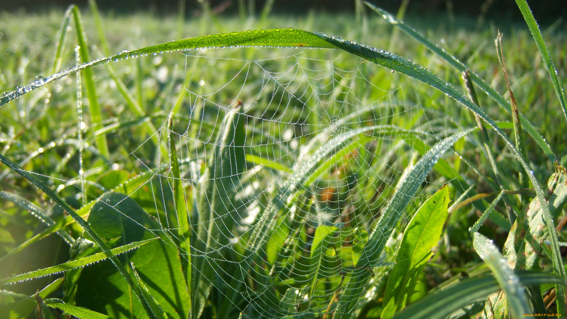 природа, луга, утро, солнце, зелень, паутина, роса