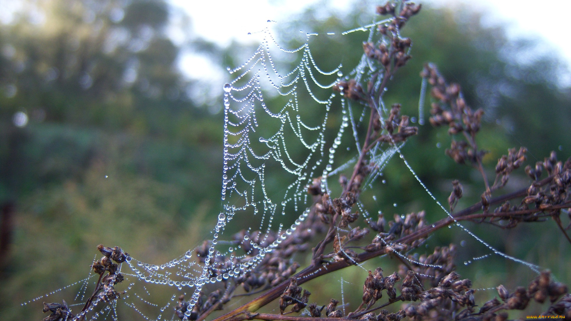 природа, макро, роса, утро, паутина, вода, капли, веточка