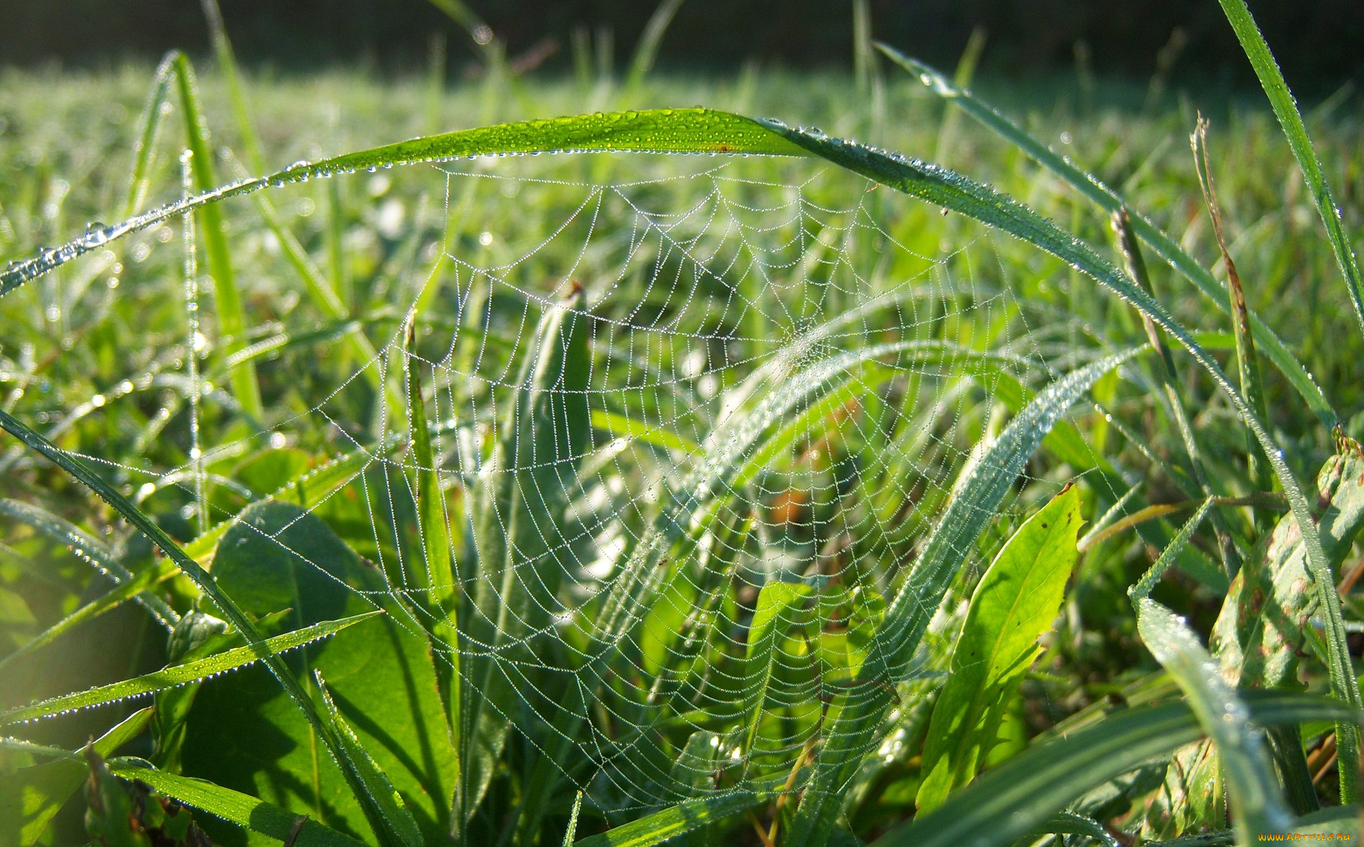 природа, луга, утро, солнце, зелень, паутина, роса