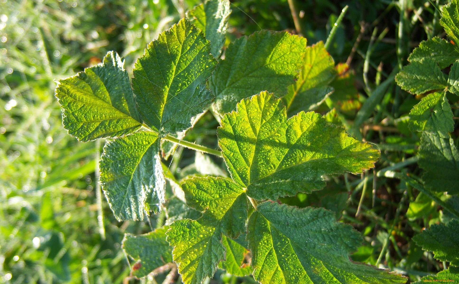 природа, листья, зелень, капли, роса, ежевика