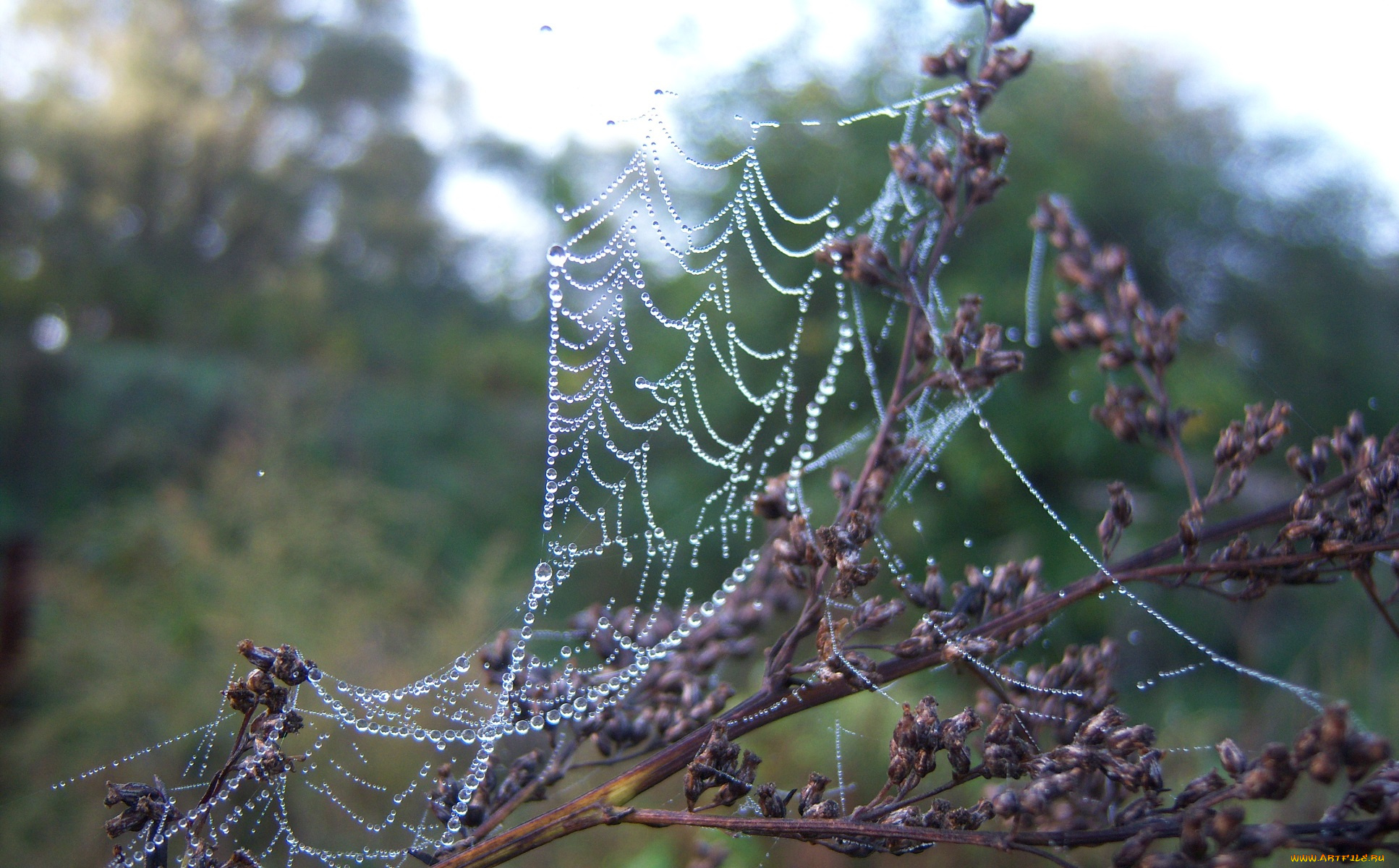 природа, макро, роса, утро, паутина, вода, капли, веточка