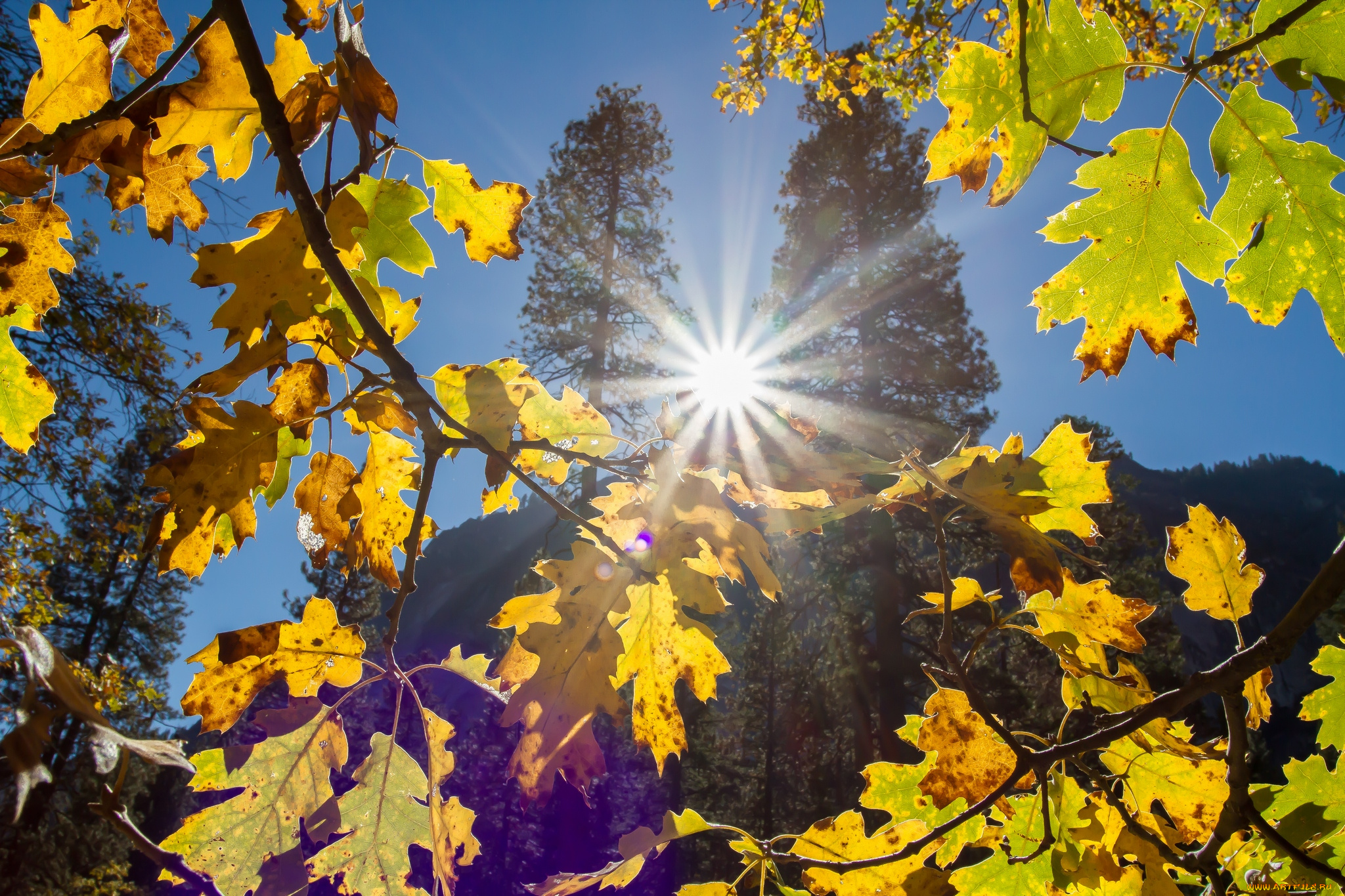 природа, восходы, закаты, лучи, солнце, листья
