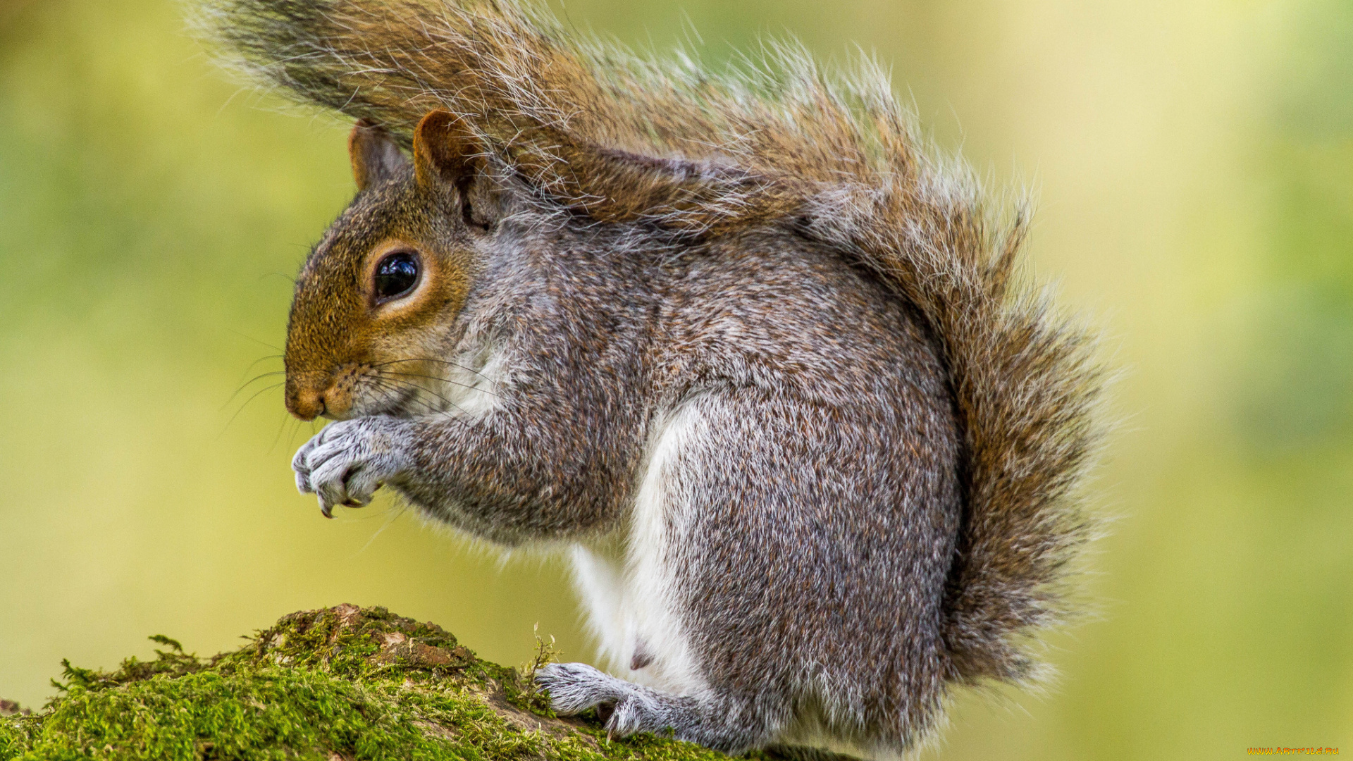 животные, белки, белка