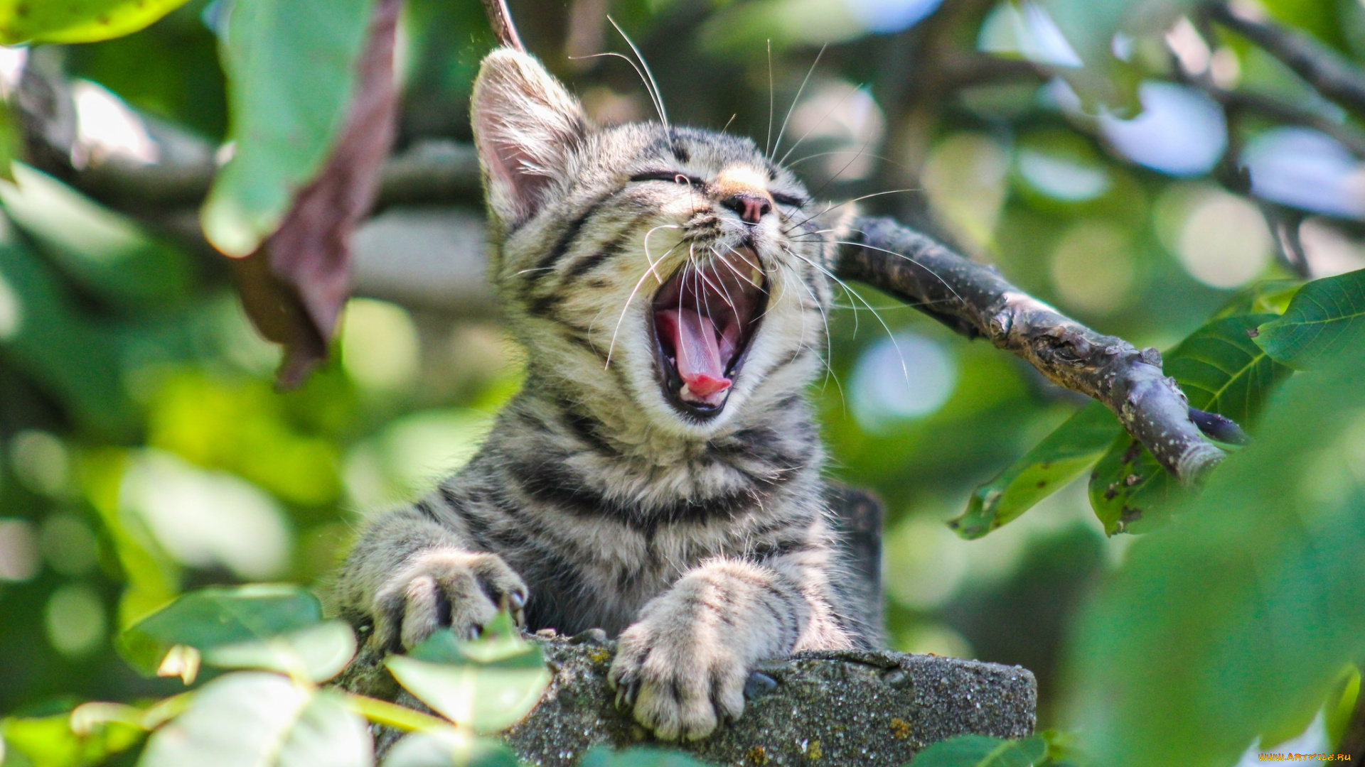 животные, коты, котенок, зелень, листья, ветки, зевает, серый