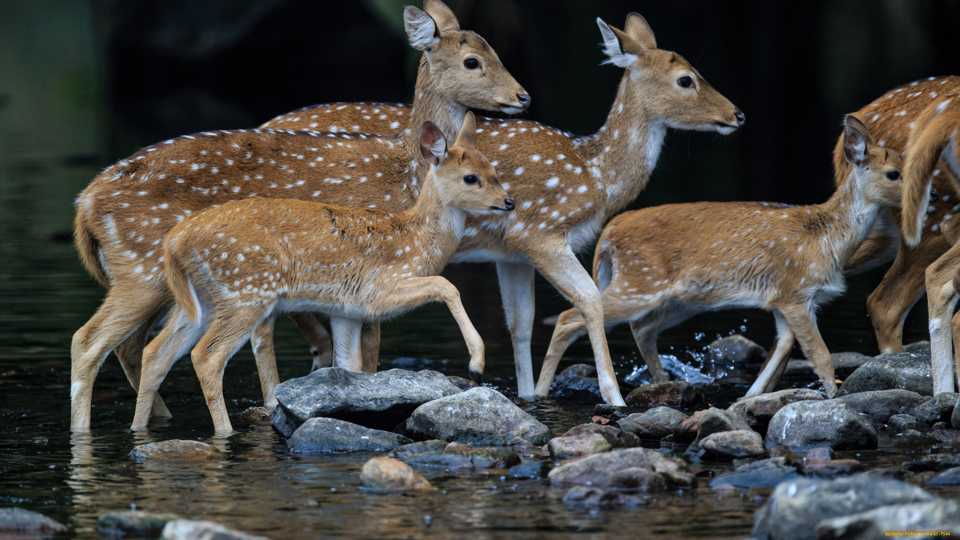 животные, олени, пятнистые