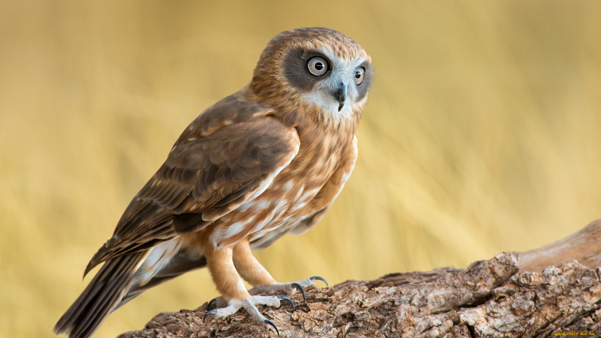 животные, совы, ninox, novaeseelandiae, southern, boobook, сова, птица, ветка