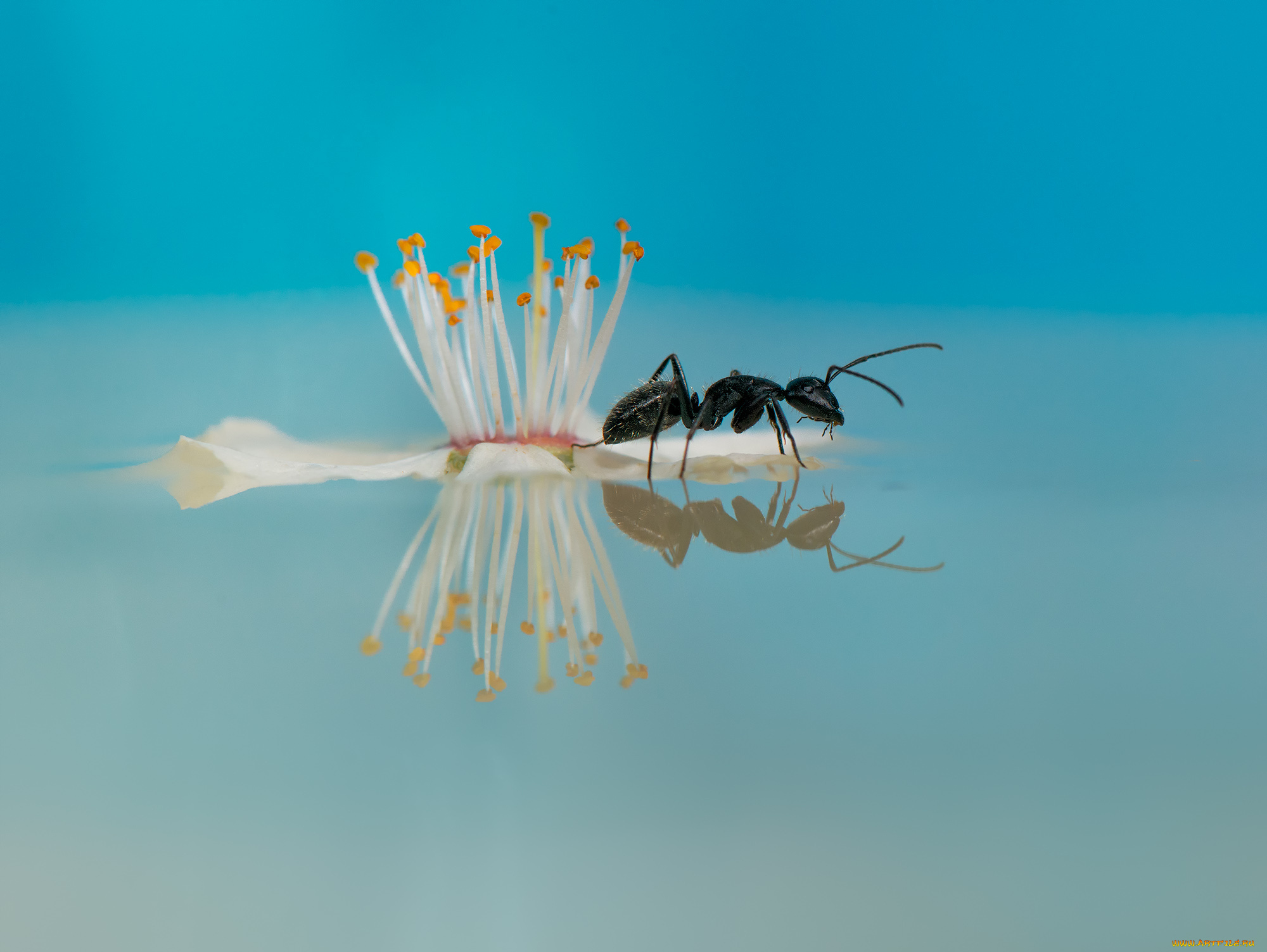 животные, насекомые, вода, отражение, муравей, цветок