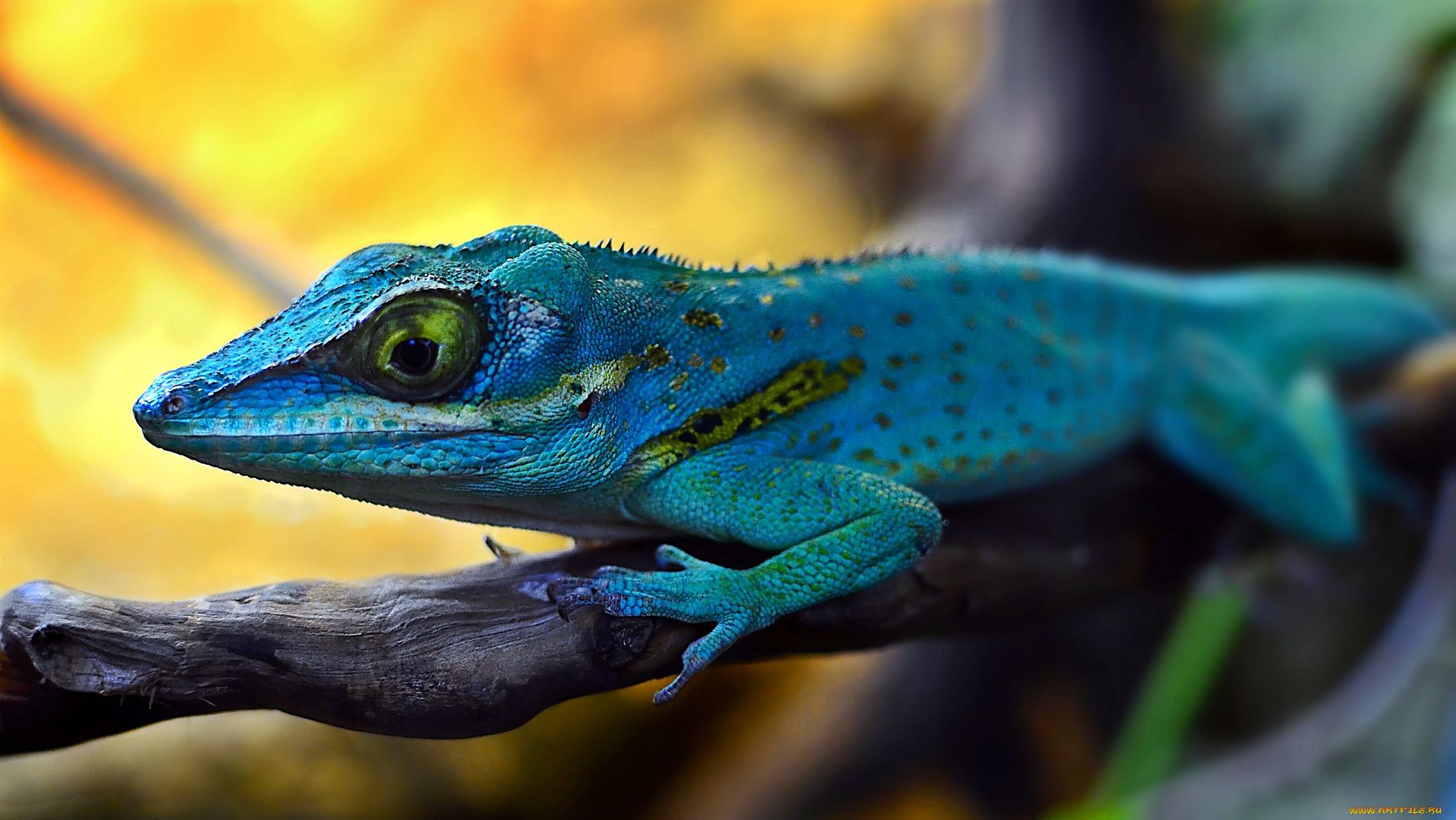 животные, Ящерицы, , игуаны, , вараны, ящерица