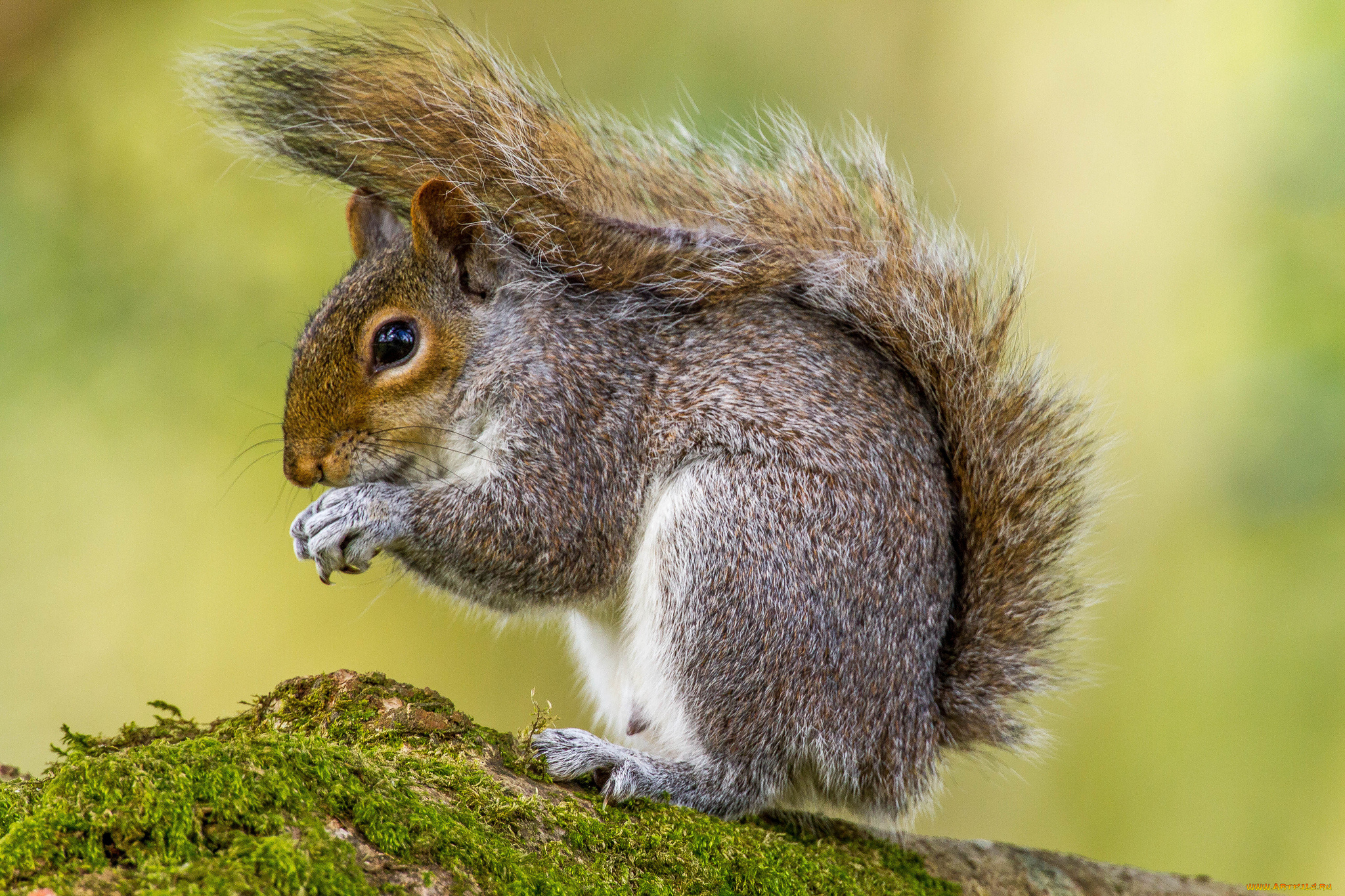 животные, белки, белка