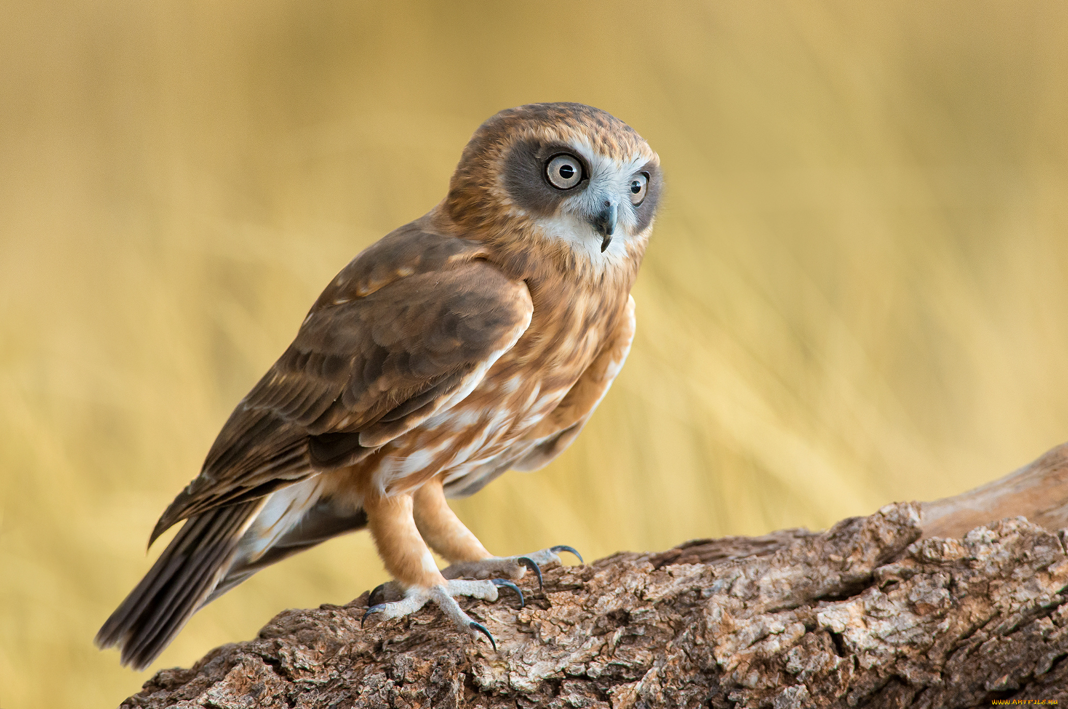 животные, совы, ninox, novaeseelandiae, southern, boobook, сова, птица, ветка