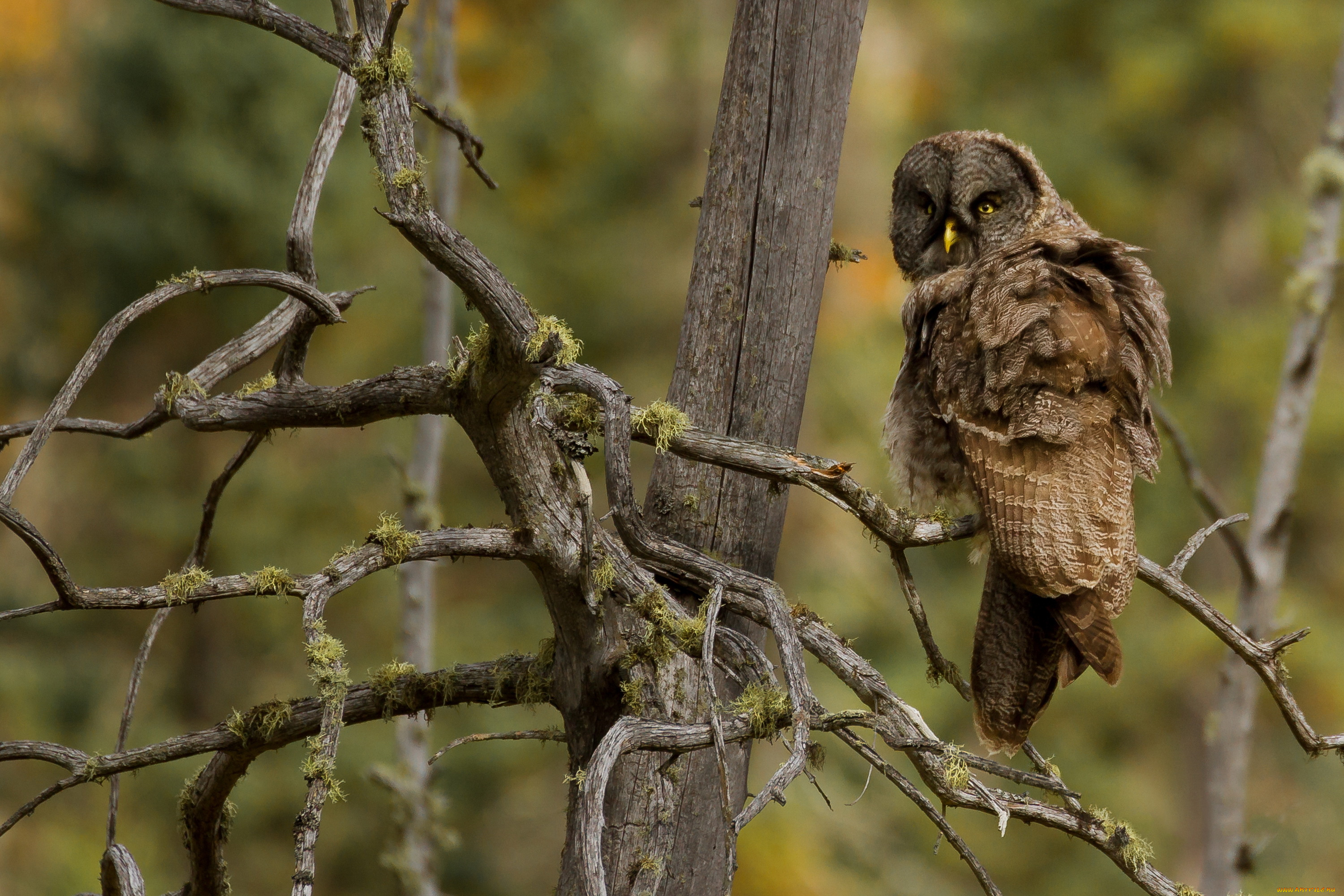 животные, совы, сова, птица, мох, коряги, ветки, дерево