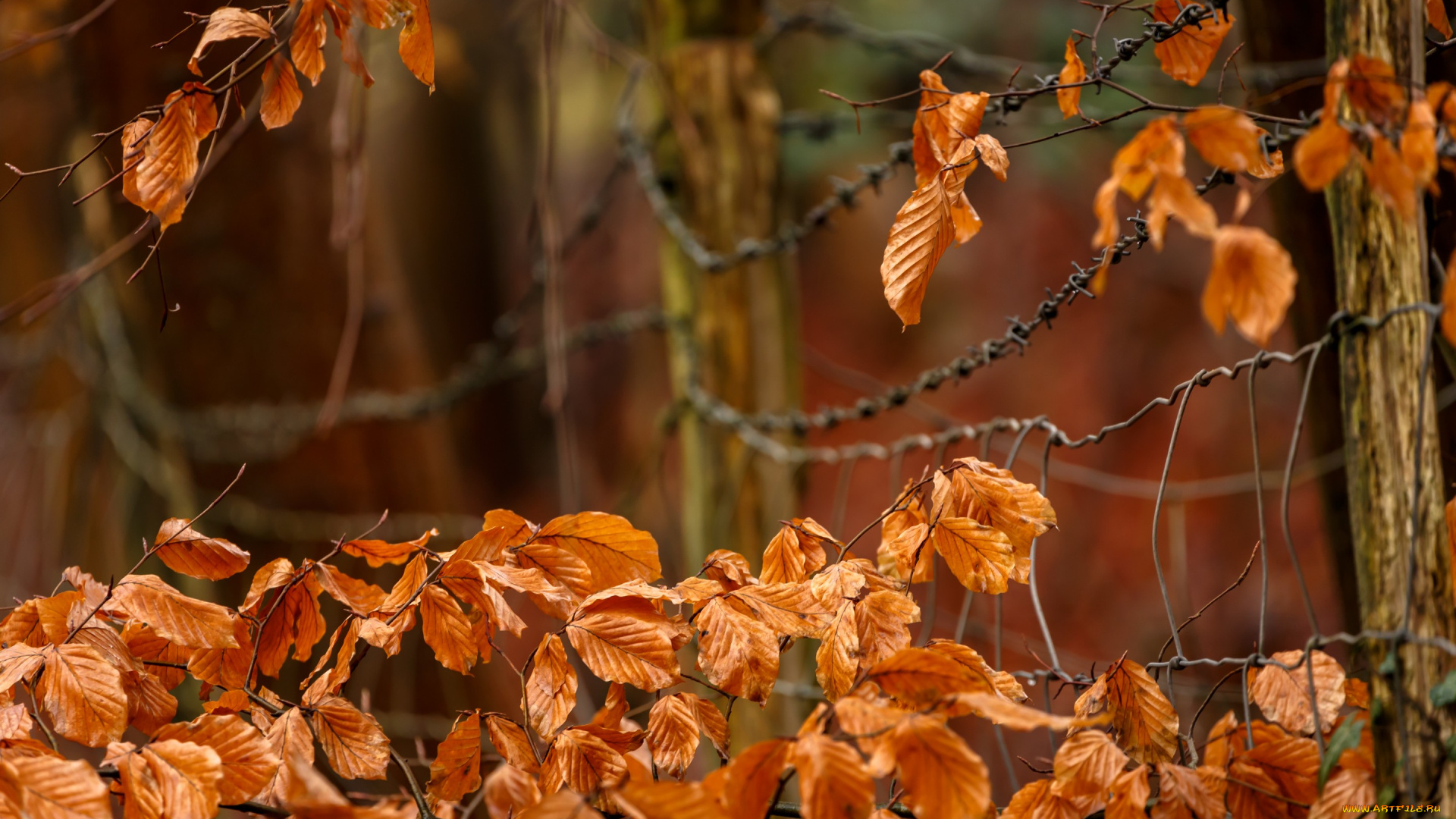 природа, листья, осень, забор