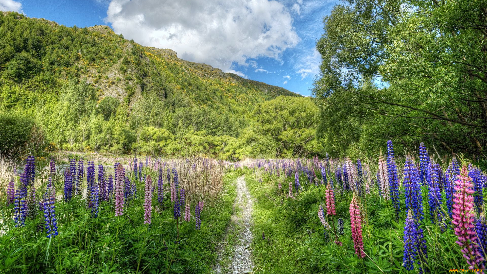 природа, луга, небо, облака, горы, зелень, деревья, трава, цветы, тропа