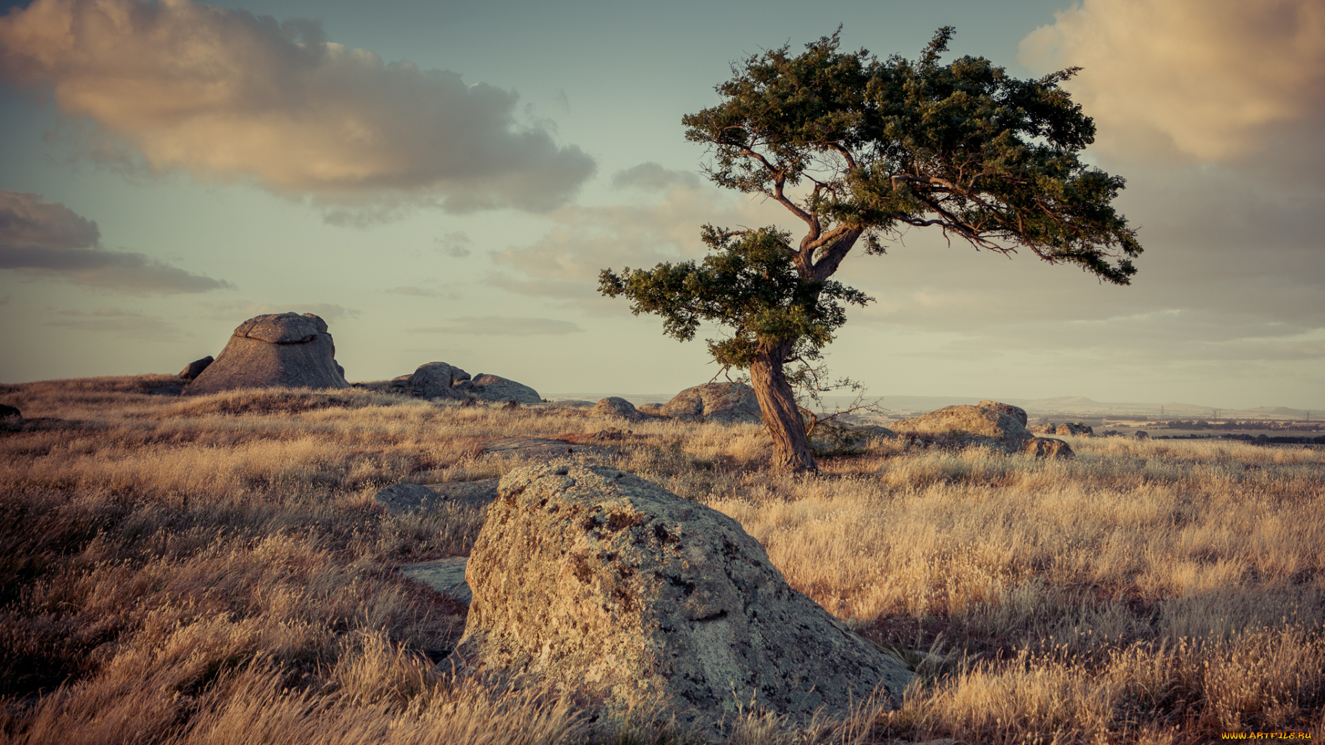 природа, пейзажи, сосна, валуны, равнина