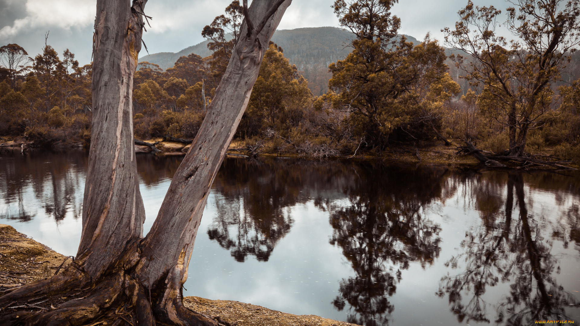 природа, реки, озера, лес, река