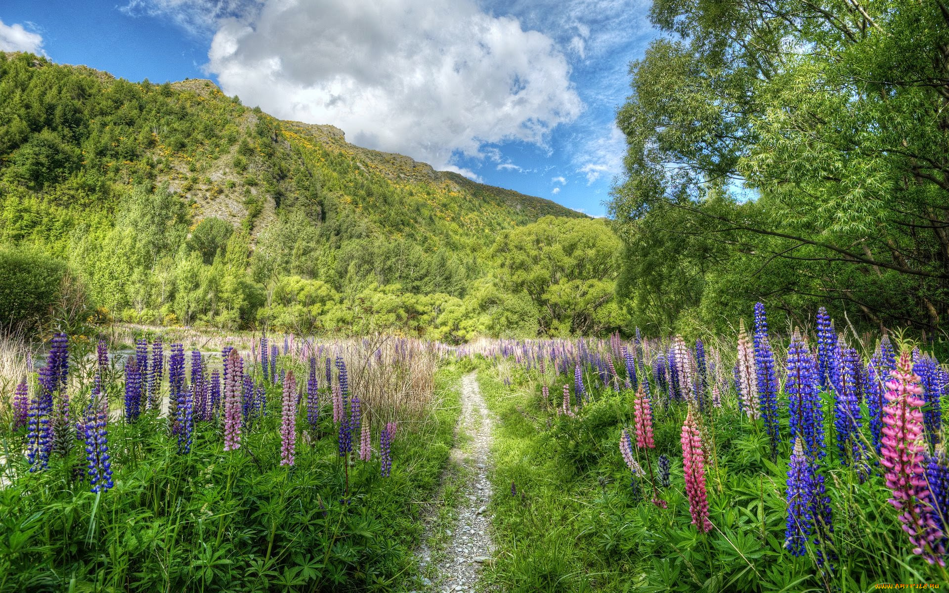 природа, луга, небо, облака, горы, зелень, деревья, трава, цветы, тропа
