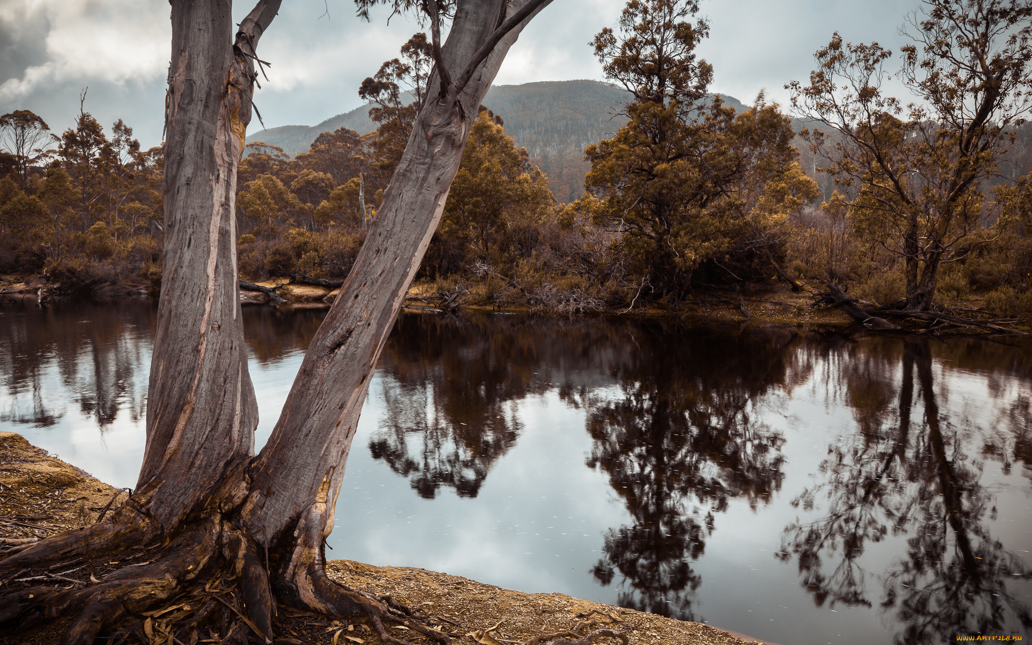 природа, реки, озера, лес, река