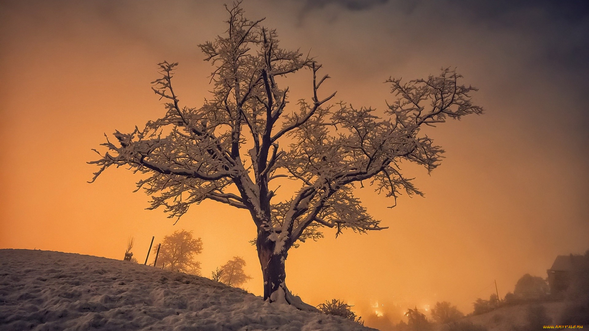 природа, деревья, снег