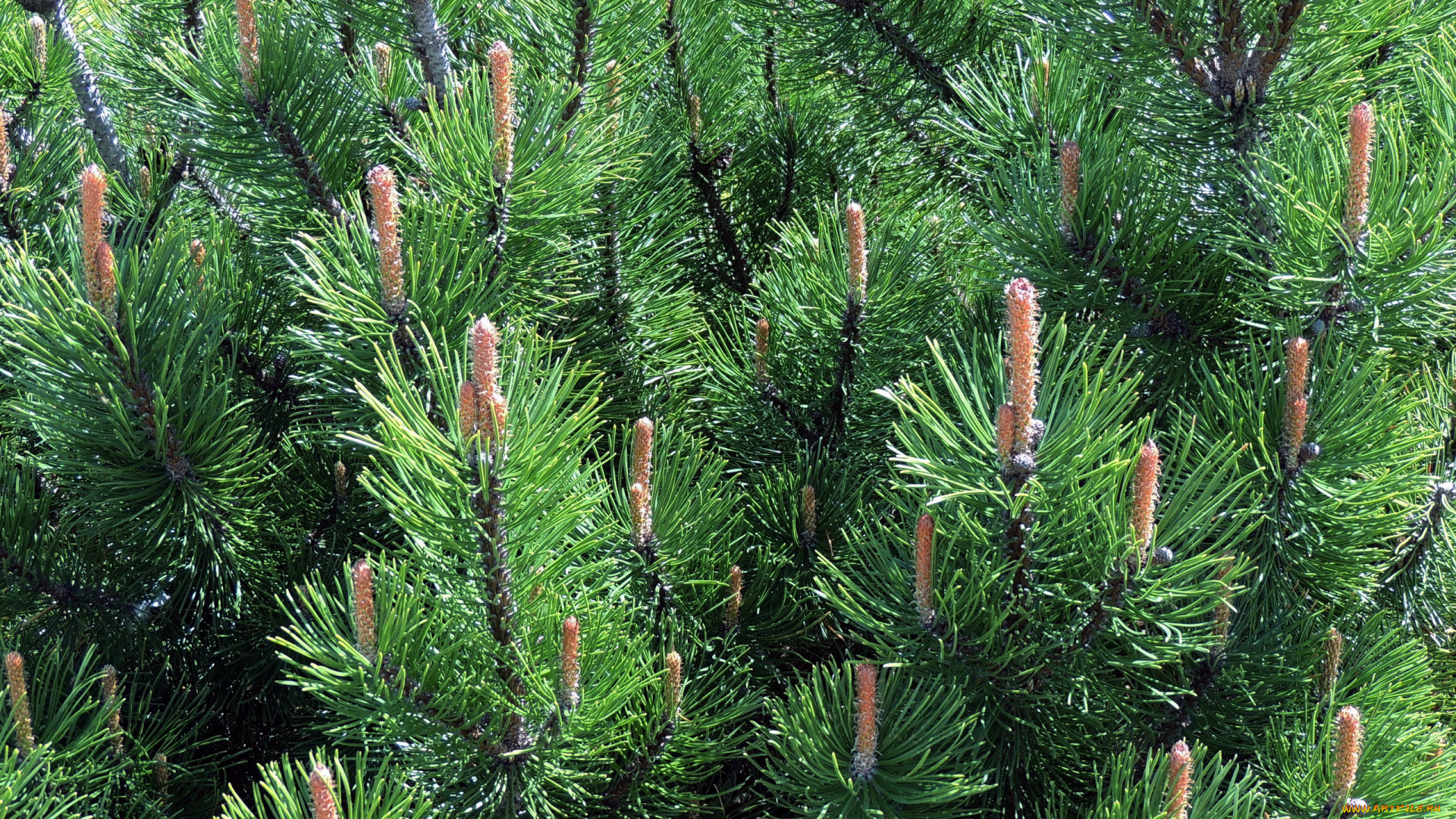 природа, деревья, весна, сосновые, шишки