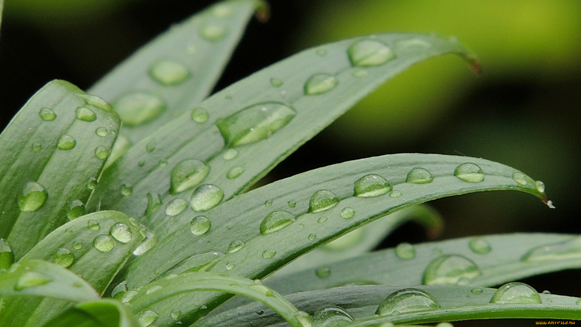 природа, макро, листья, капли