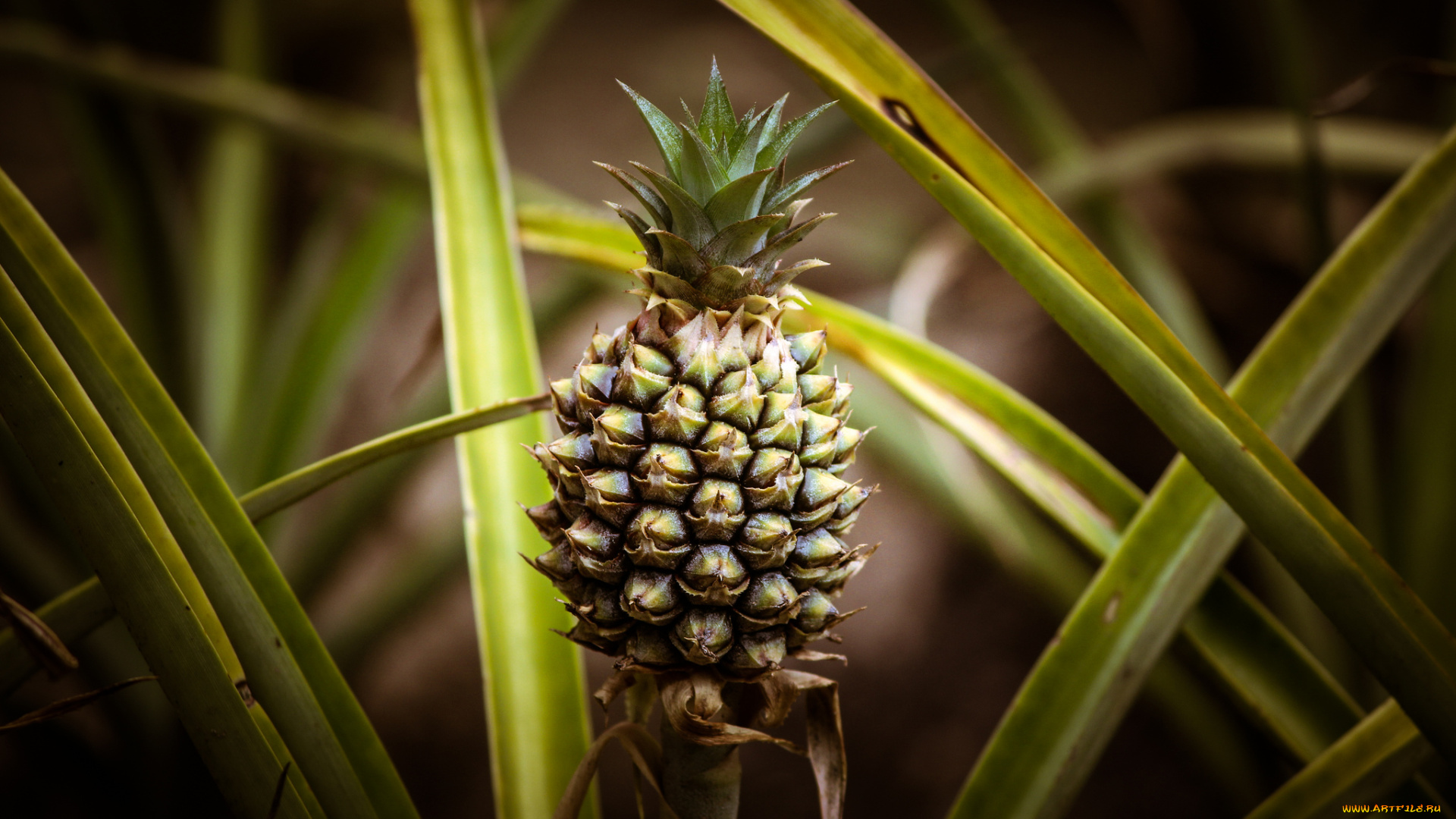 природа, плоды, ананас