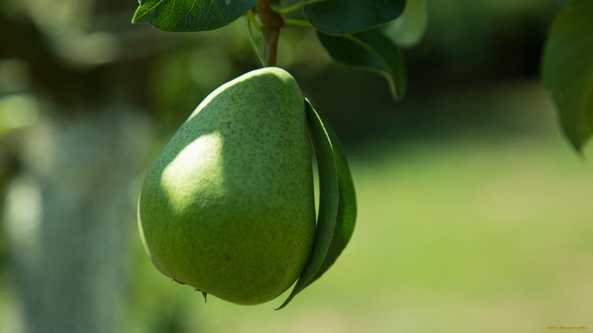 природа, плоды, груша