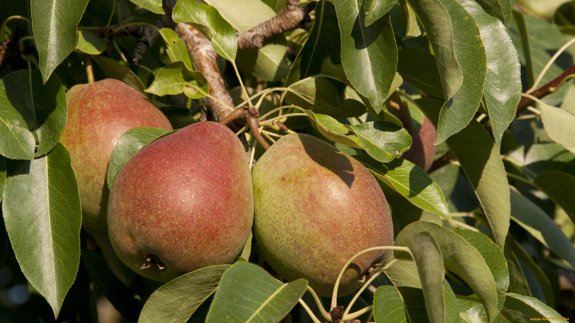 природа, плоды, груши