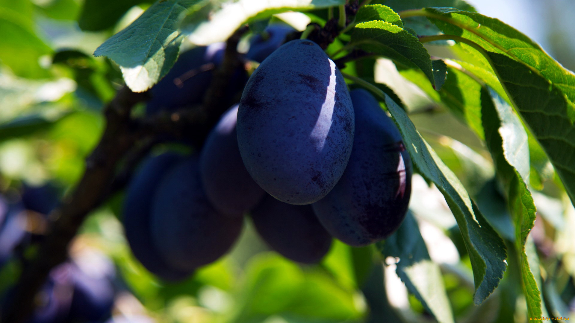 природа, плоды, сливы