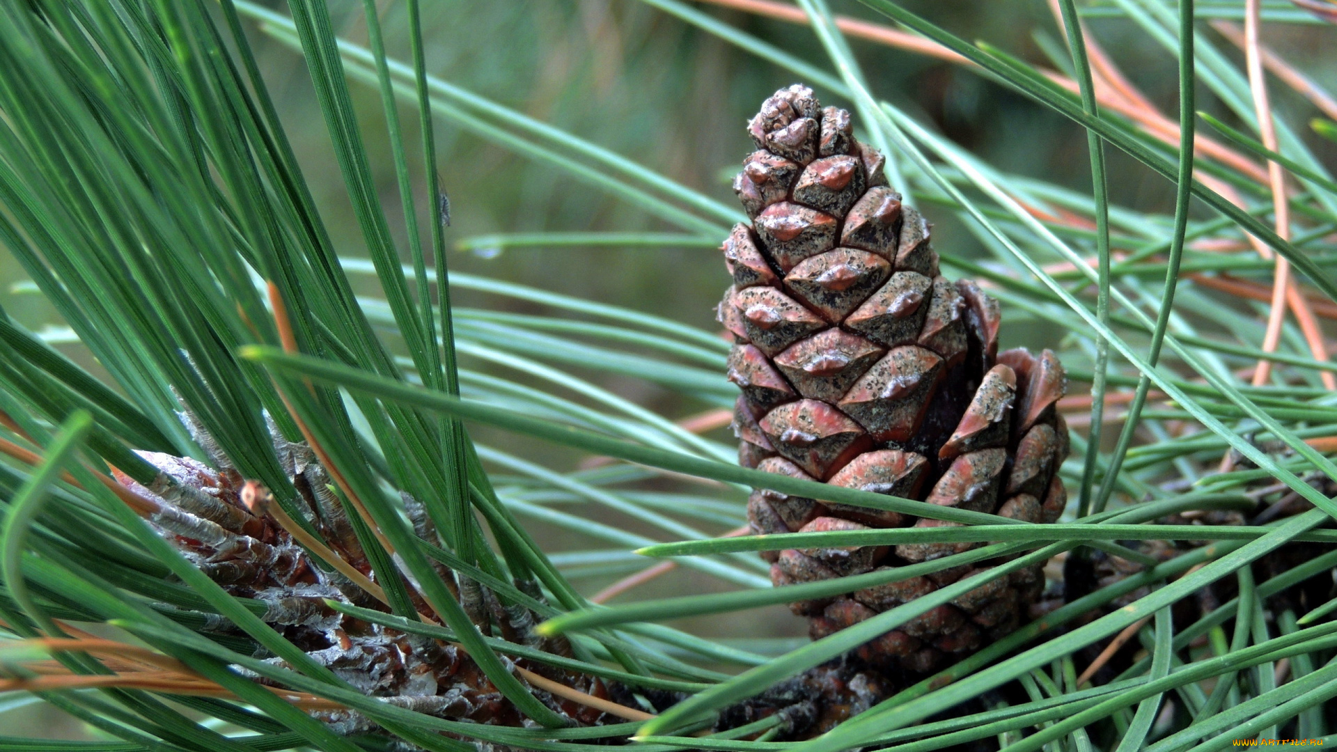 природа, шишки, , жёлуди, , каштаны, иголки, шишка