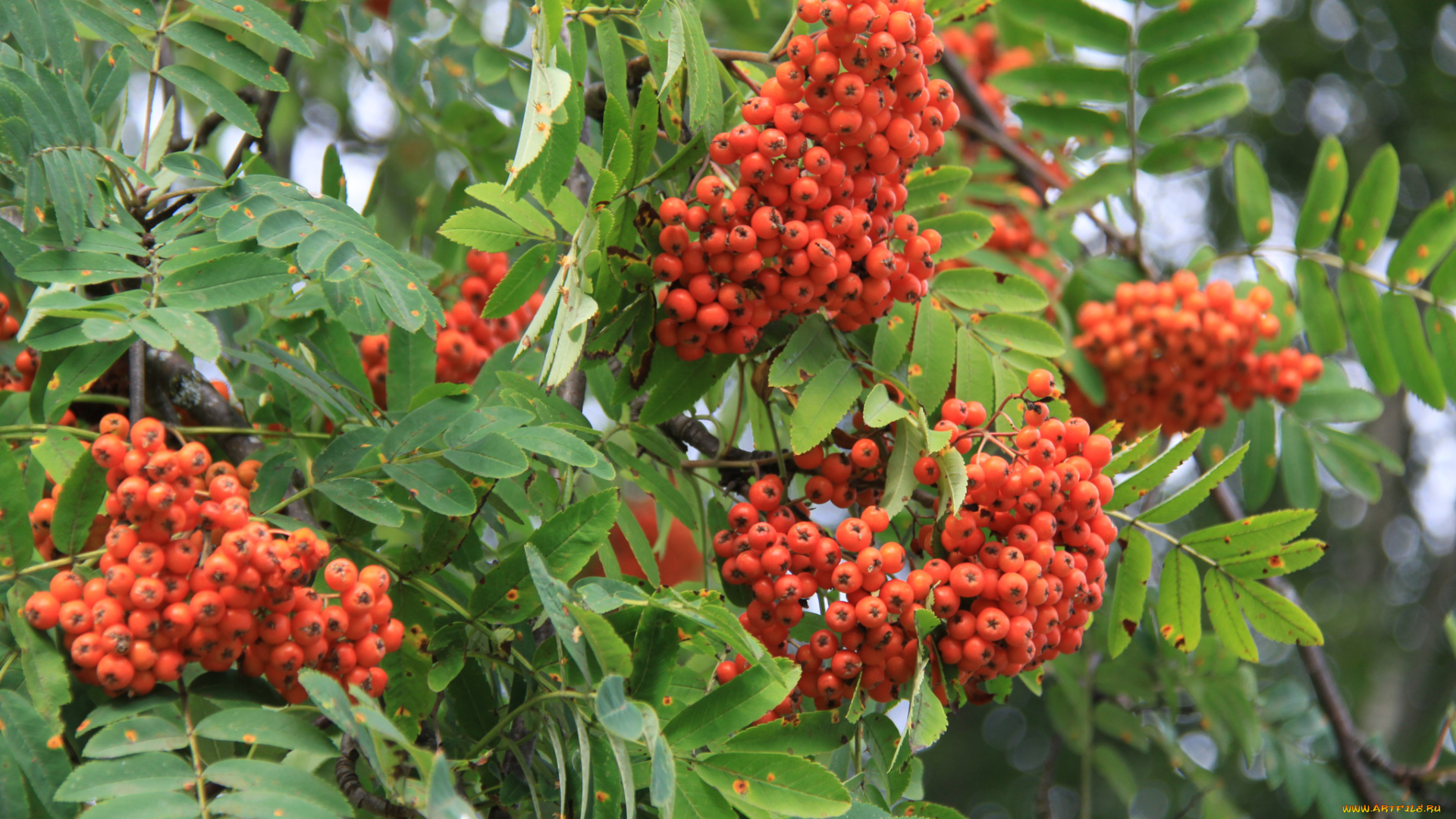 природа, Ягоды, , рябина, рябина