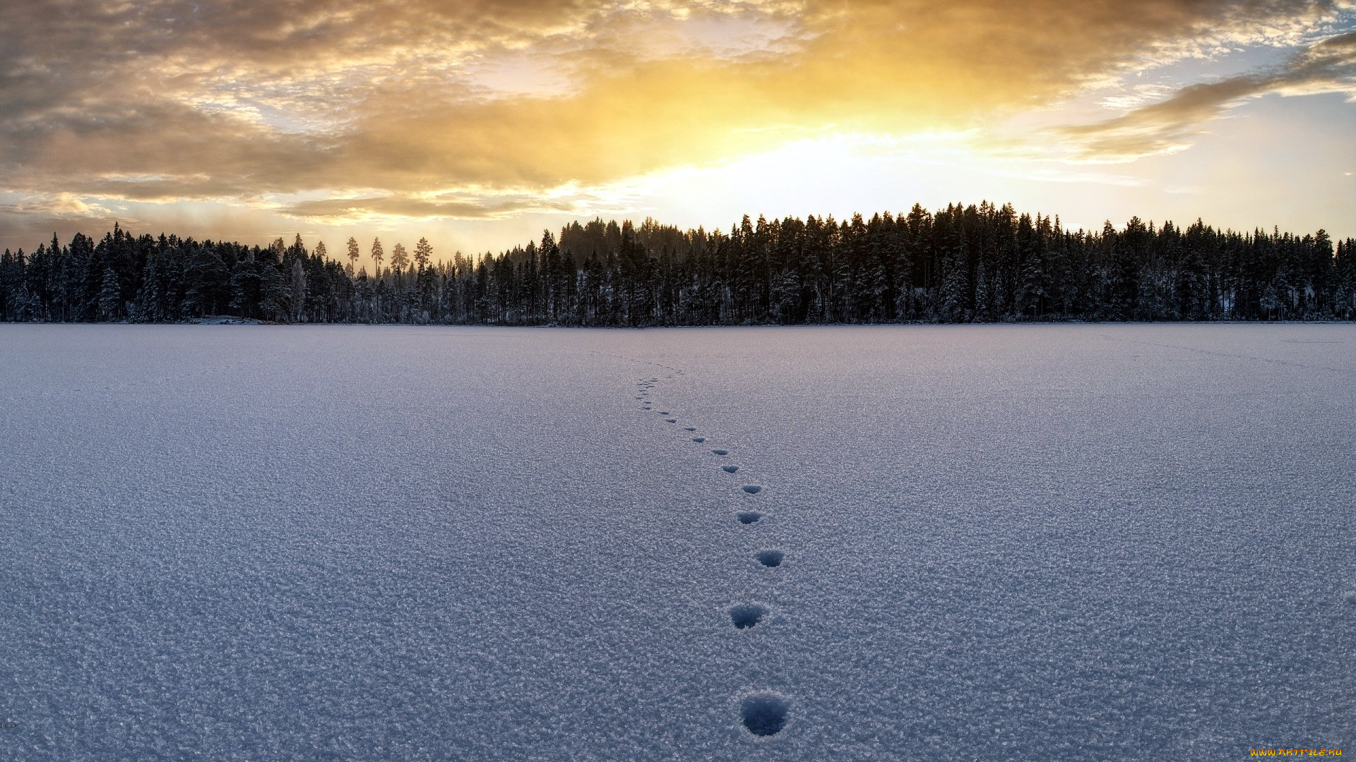 природа, зима, лес, снег, следы