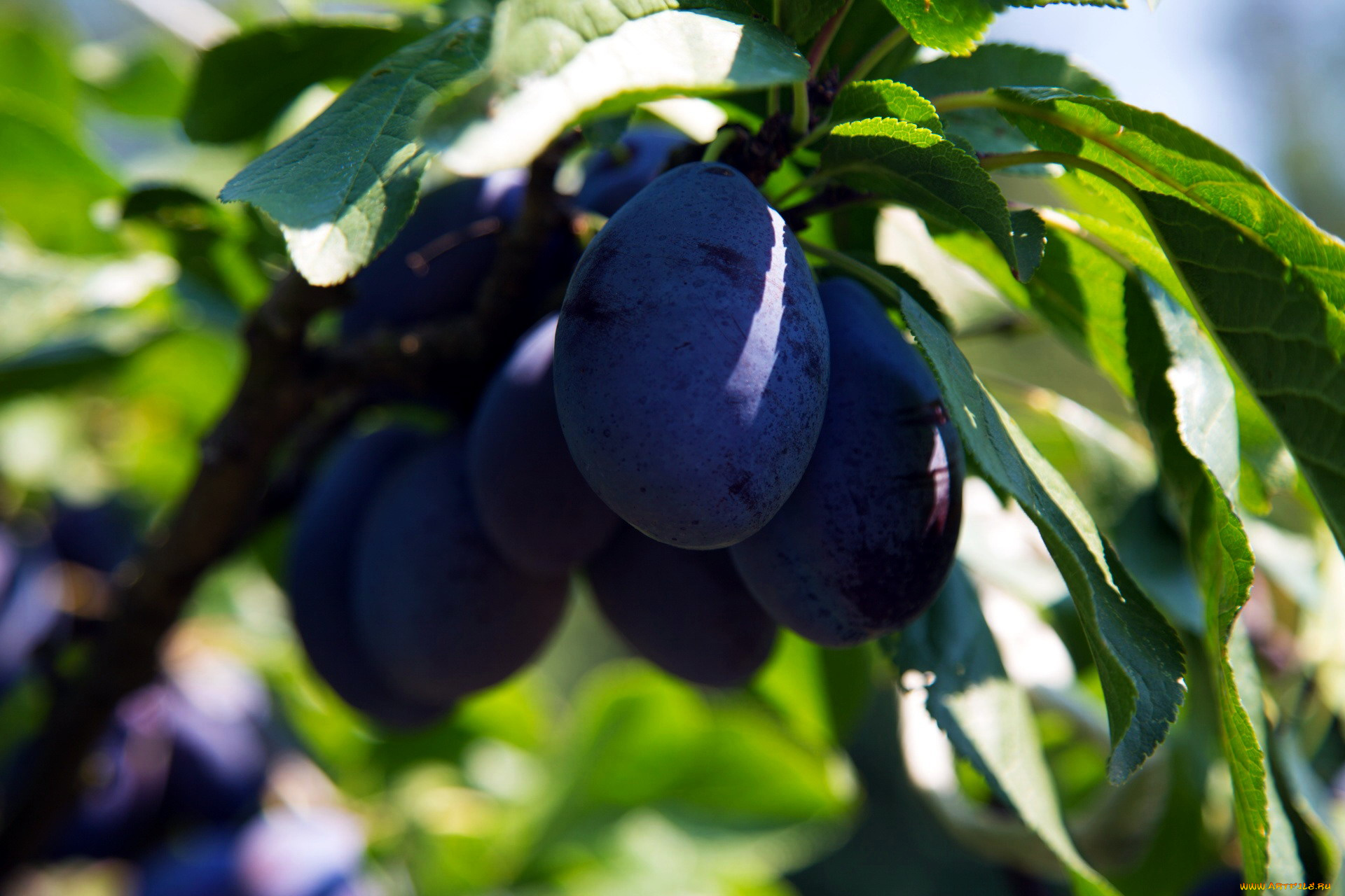 природа, плоды, сливы