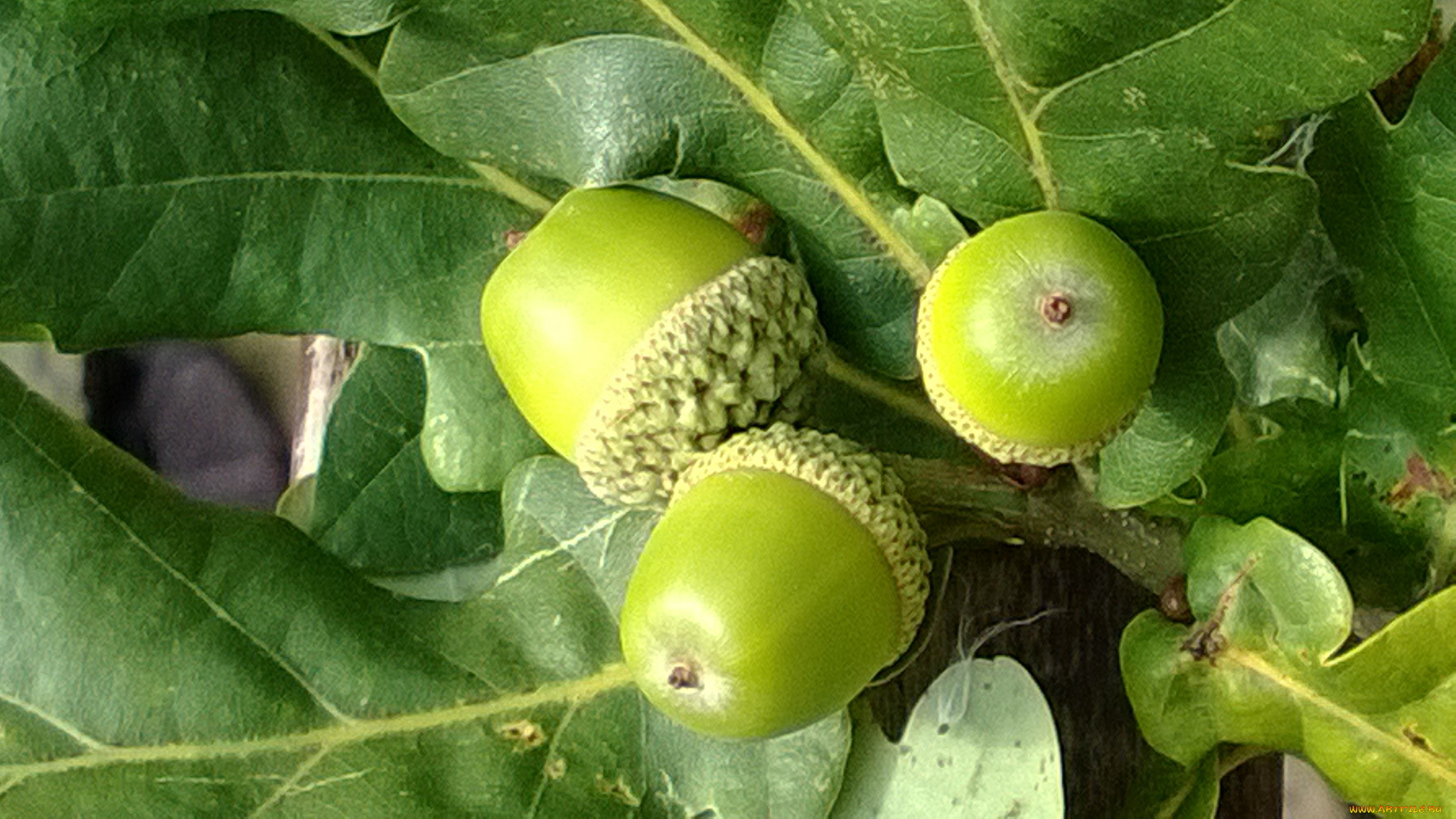 природа, шишки, , жёлуди, , каштаны, дуб