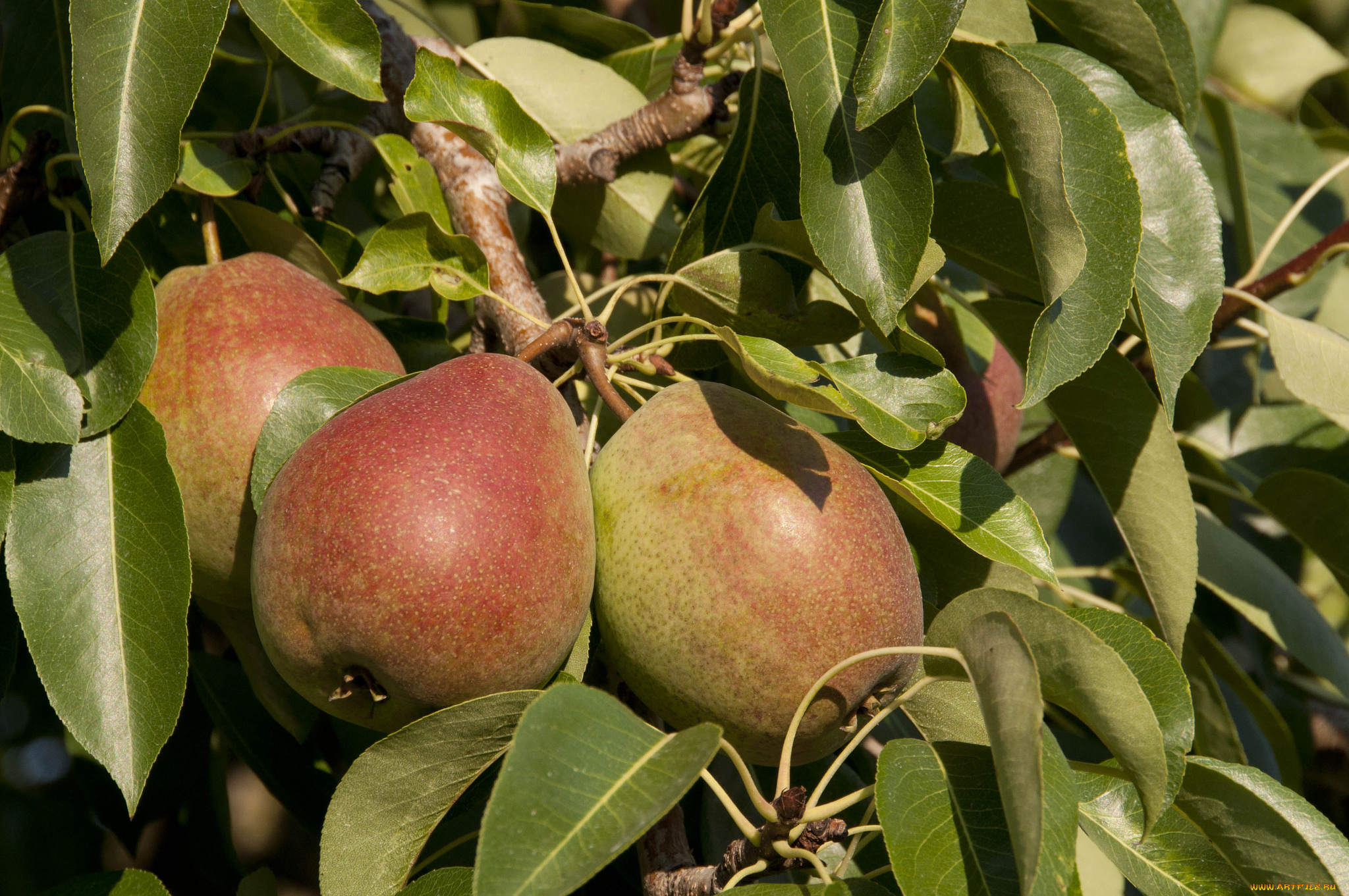 природа, плоды, груши