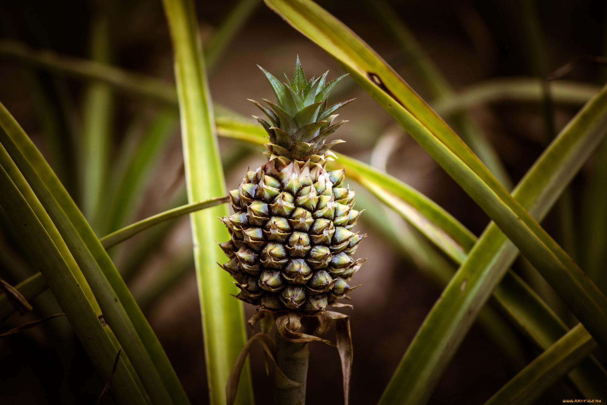 природа, плоды, ананас
