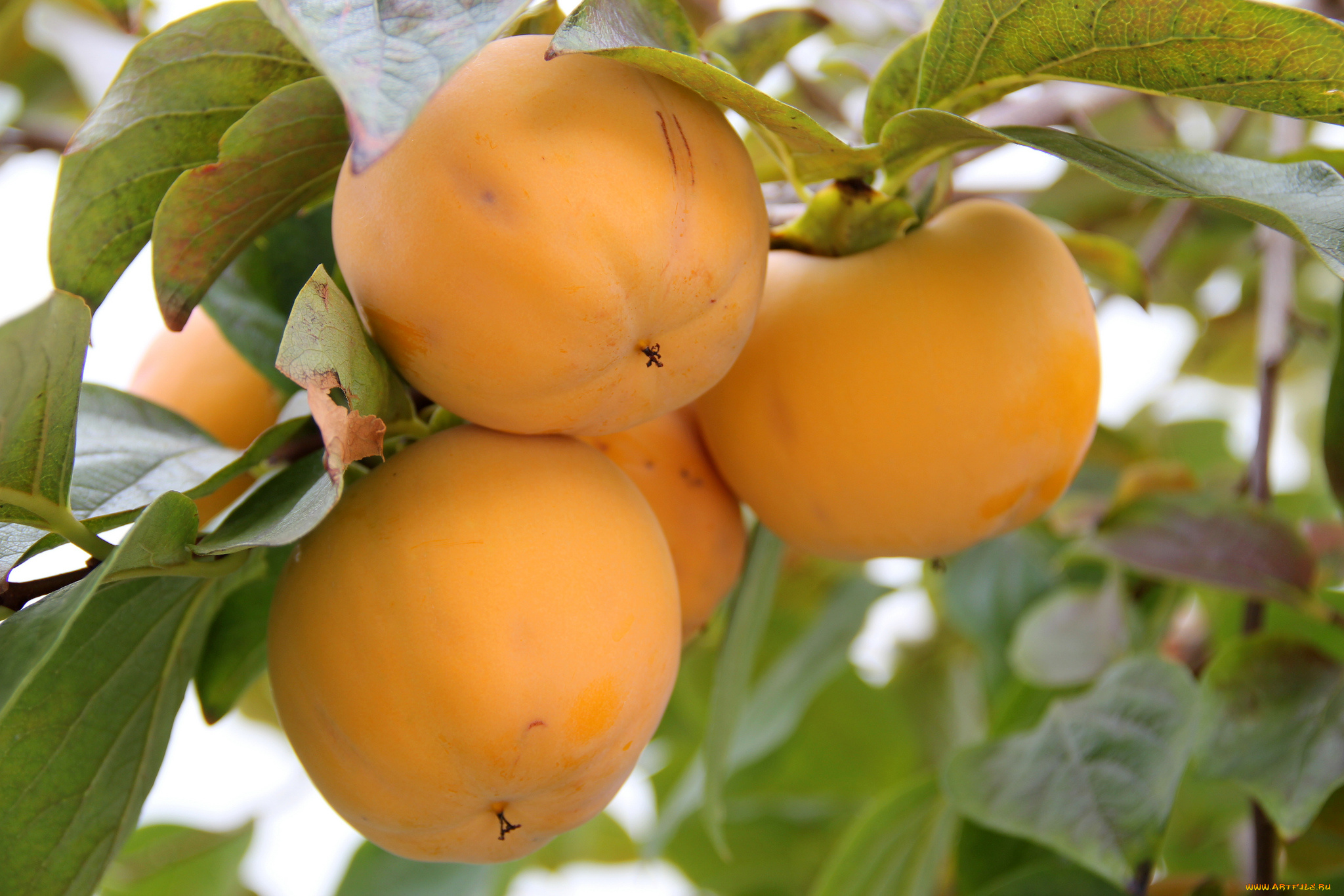 природа, плоды, хурма