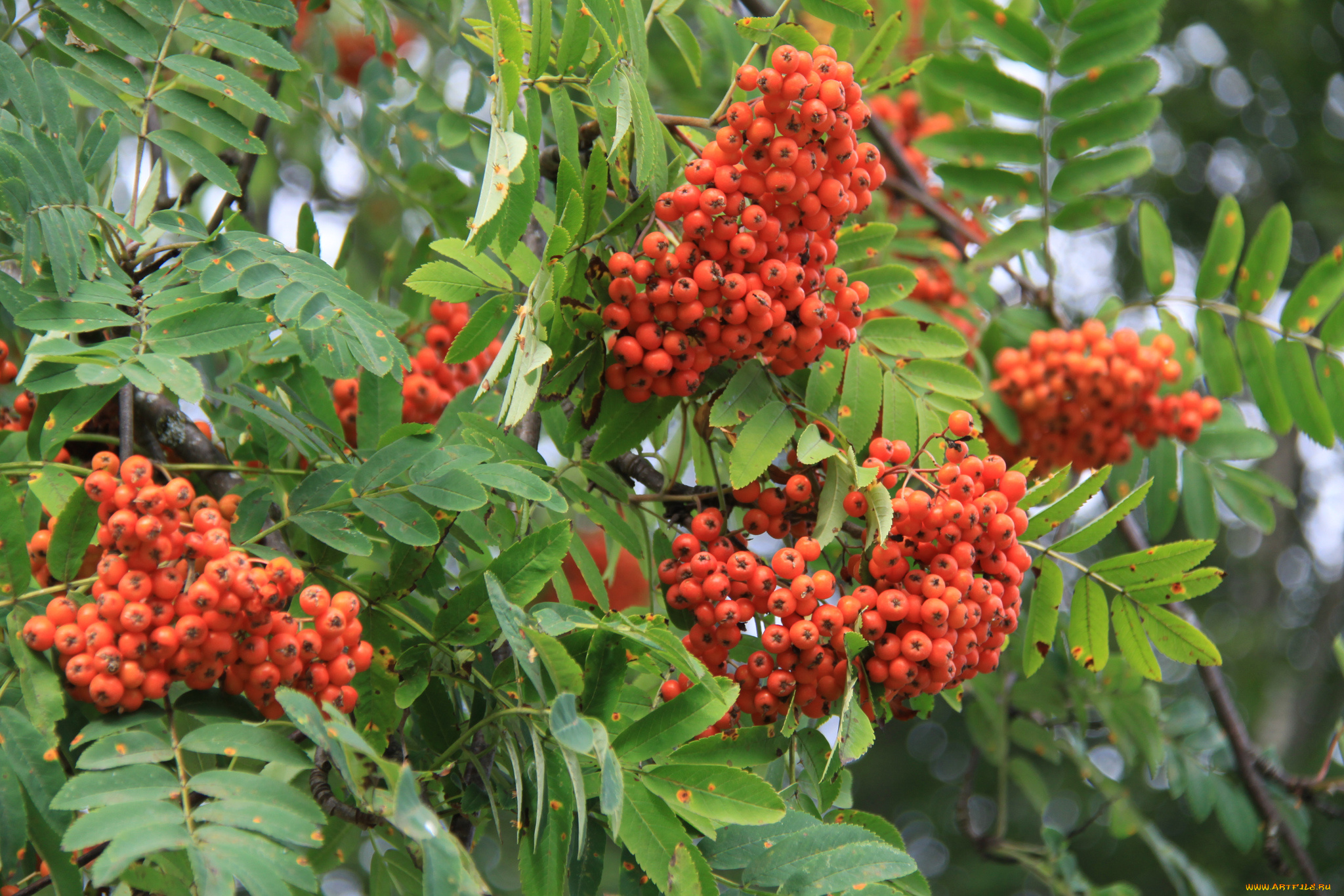 природа, Ягоды, , рябина, рябина