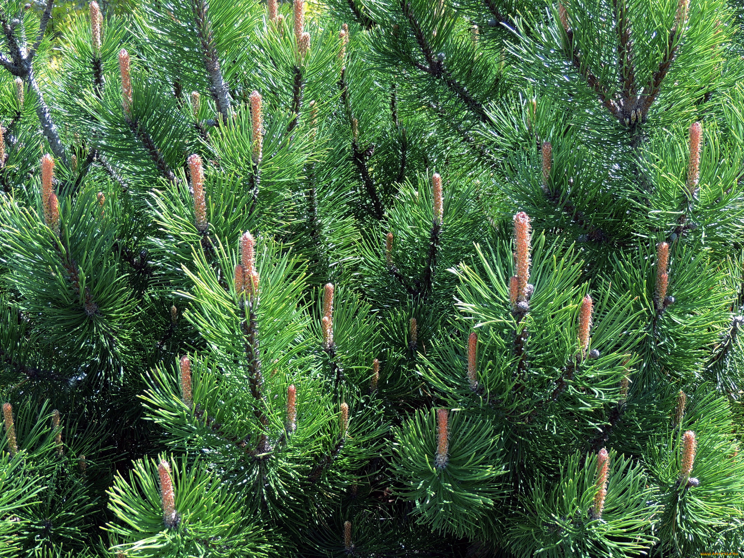 природа, деревья, весна, сосновые, шишки