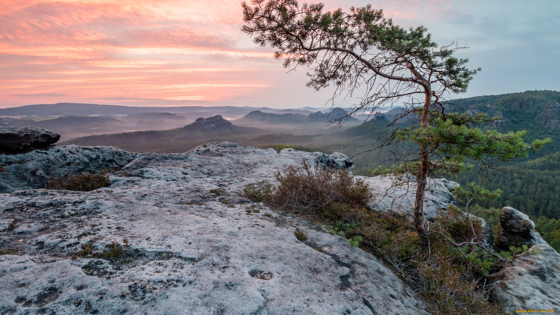 природа, деревья, простор