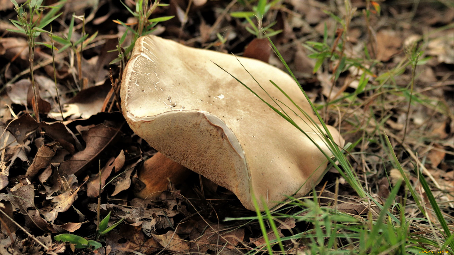природа, грибы, гриб, трава, листья, шляпка