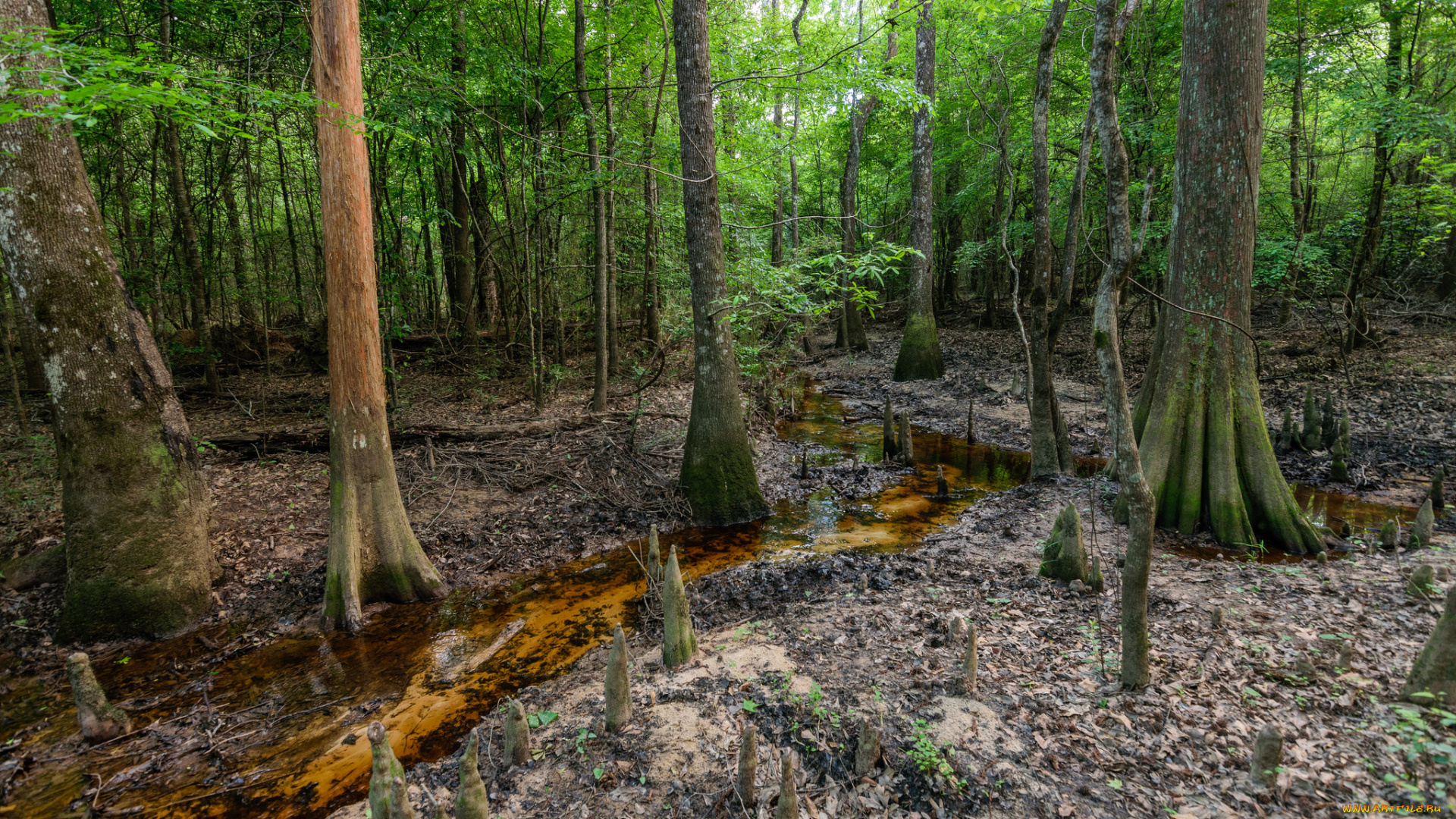 природа, лес, простор