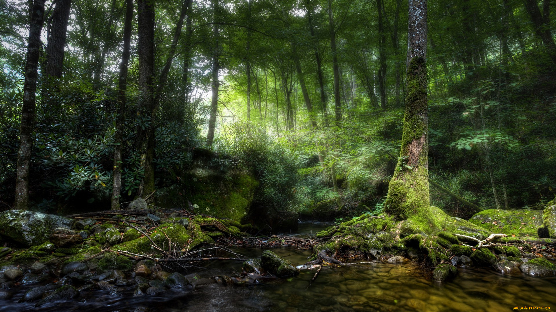 природа, лес, простор