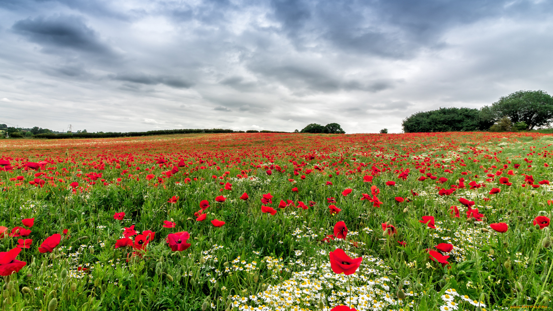 природа, луга, простор