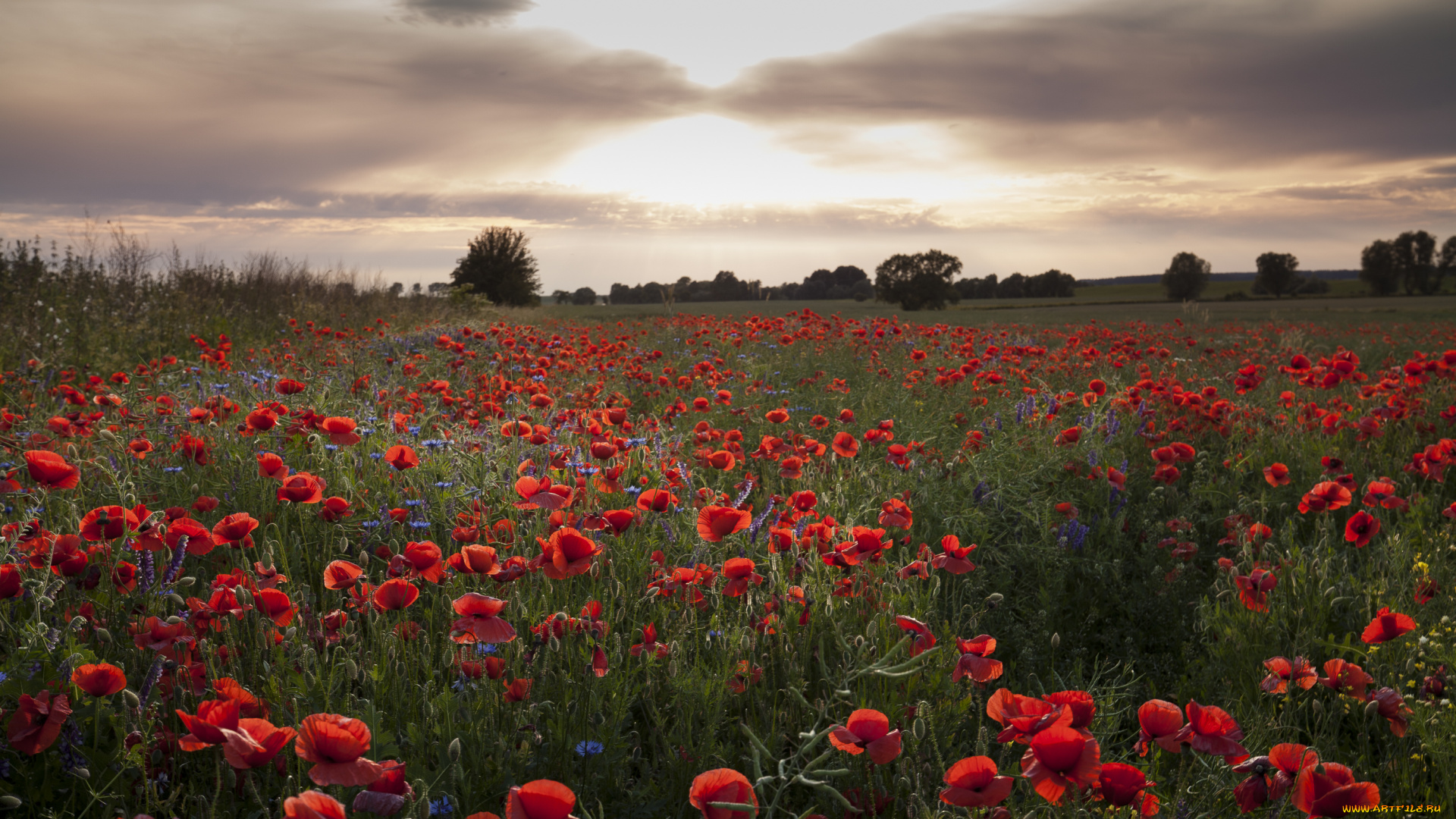 природа, луга, простор