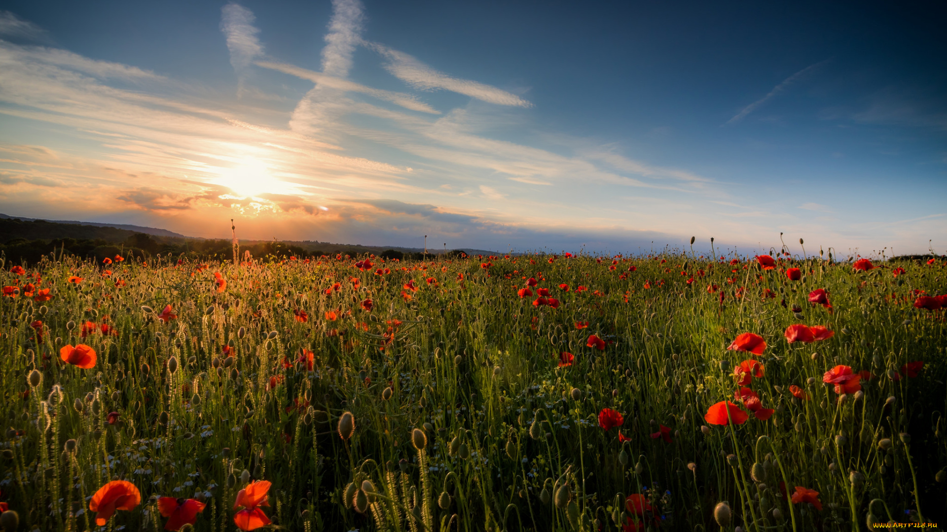 природа, луга, простор
