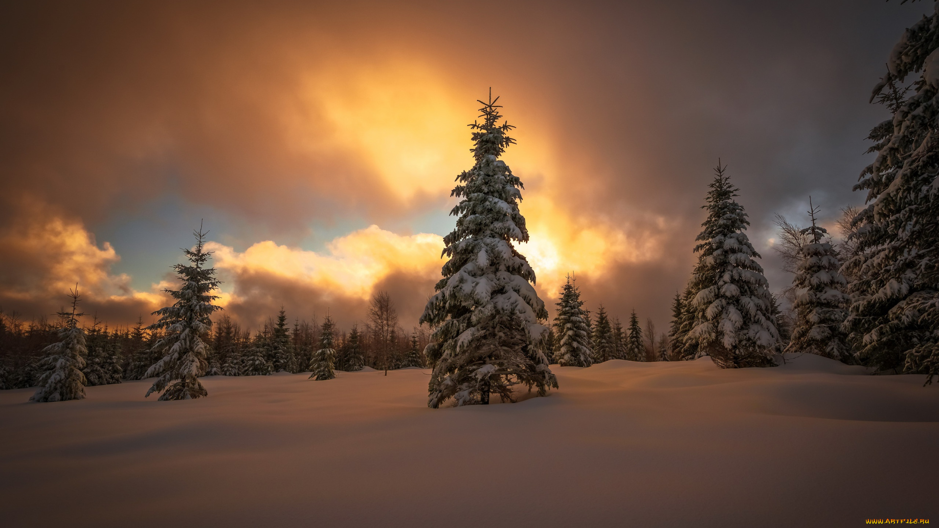 природа, зима, закат, снег, лес