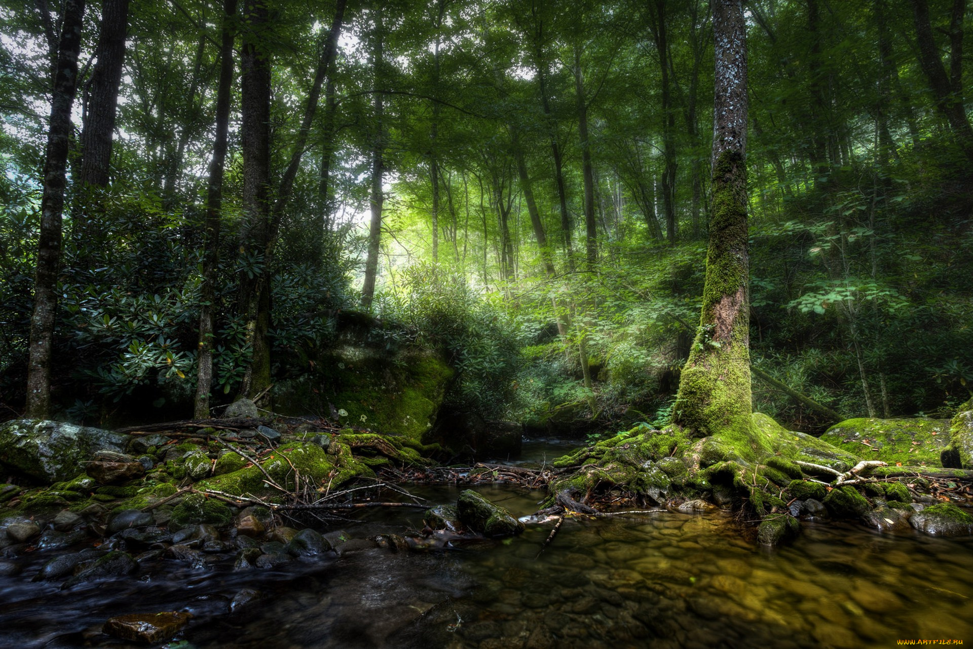 природа, лес, простор